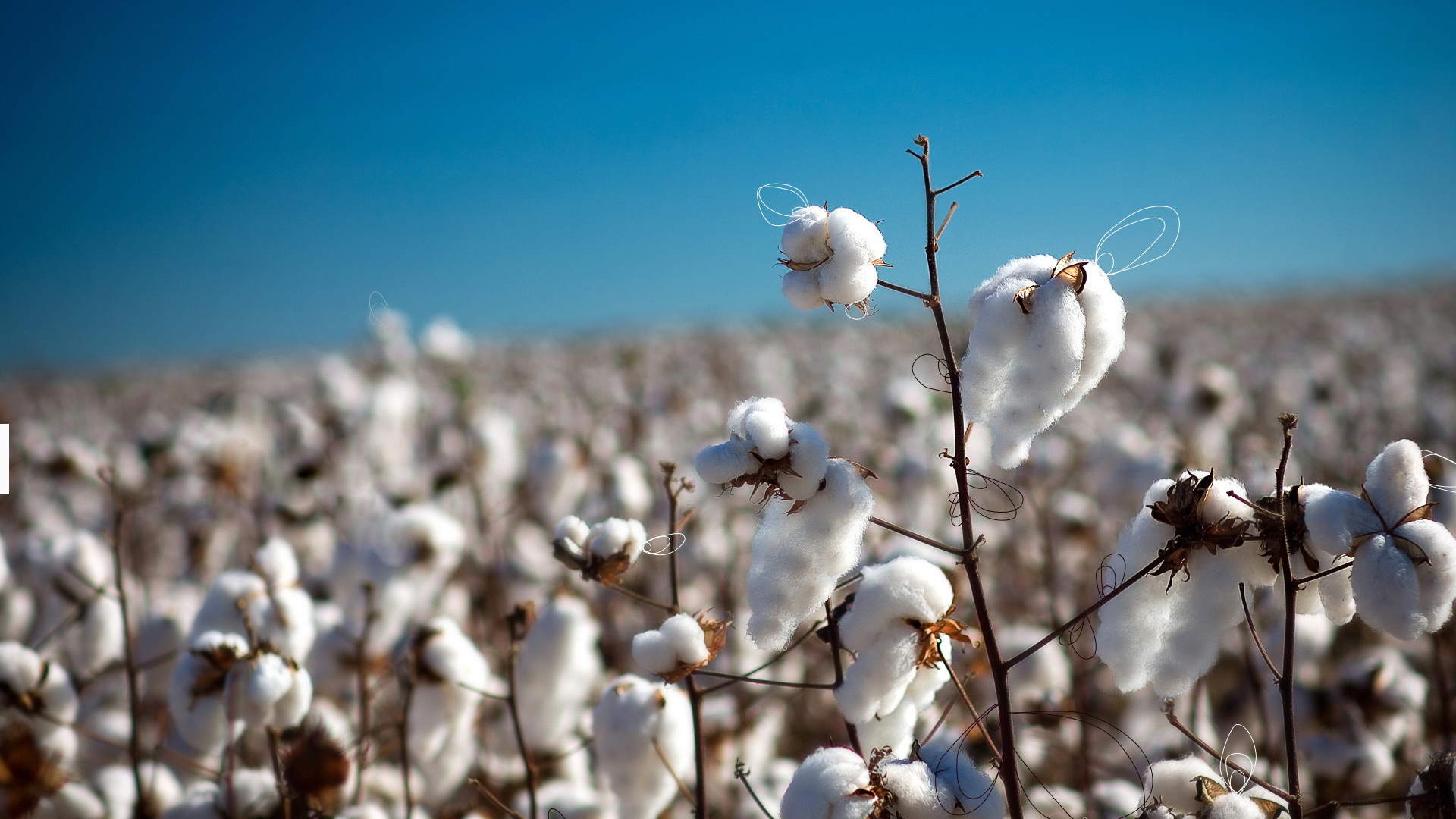 Созревший хлопок