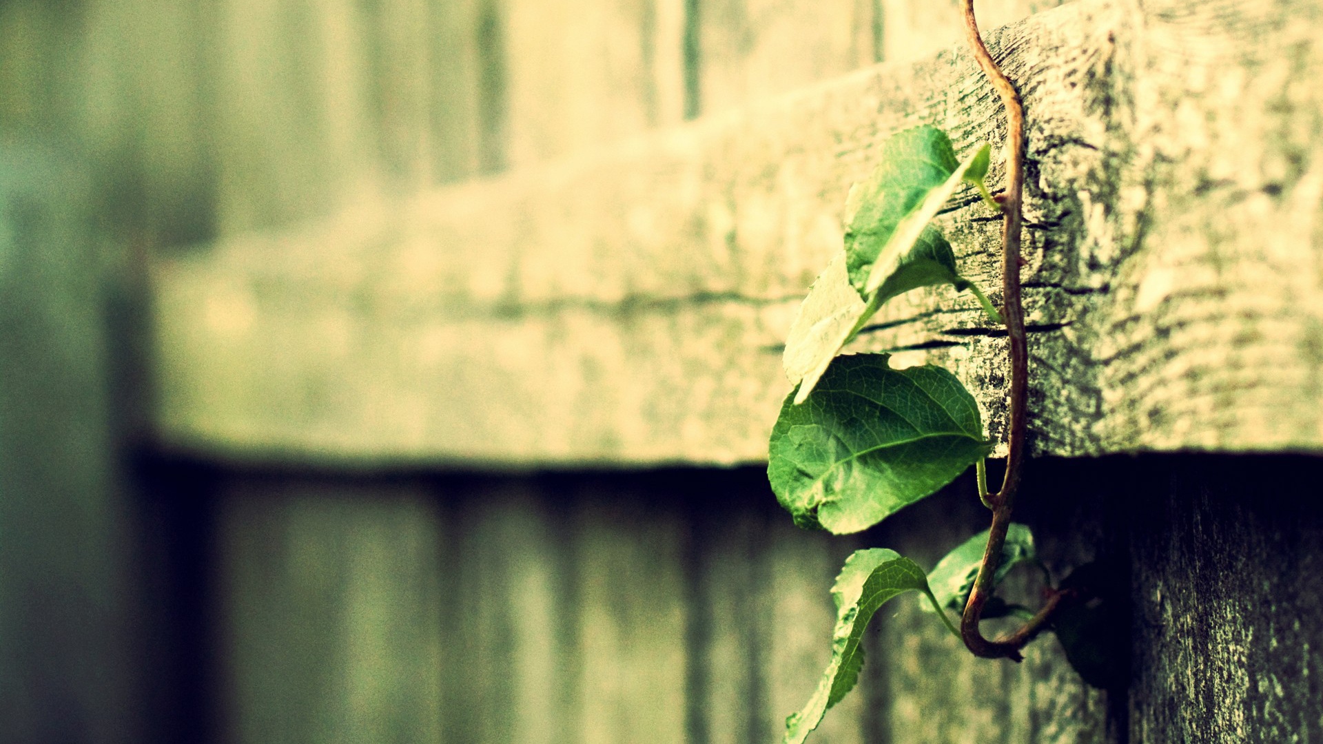 Росток вьется по деревянному забору