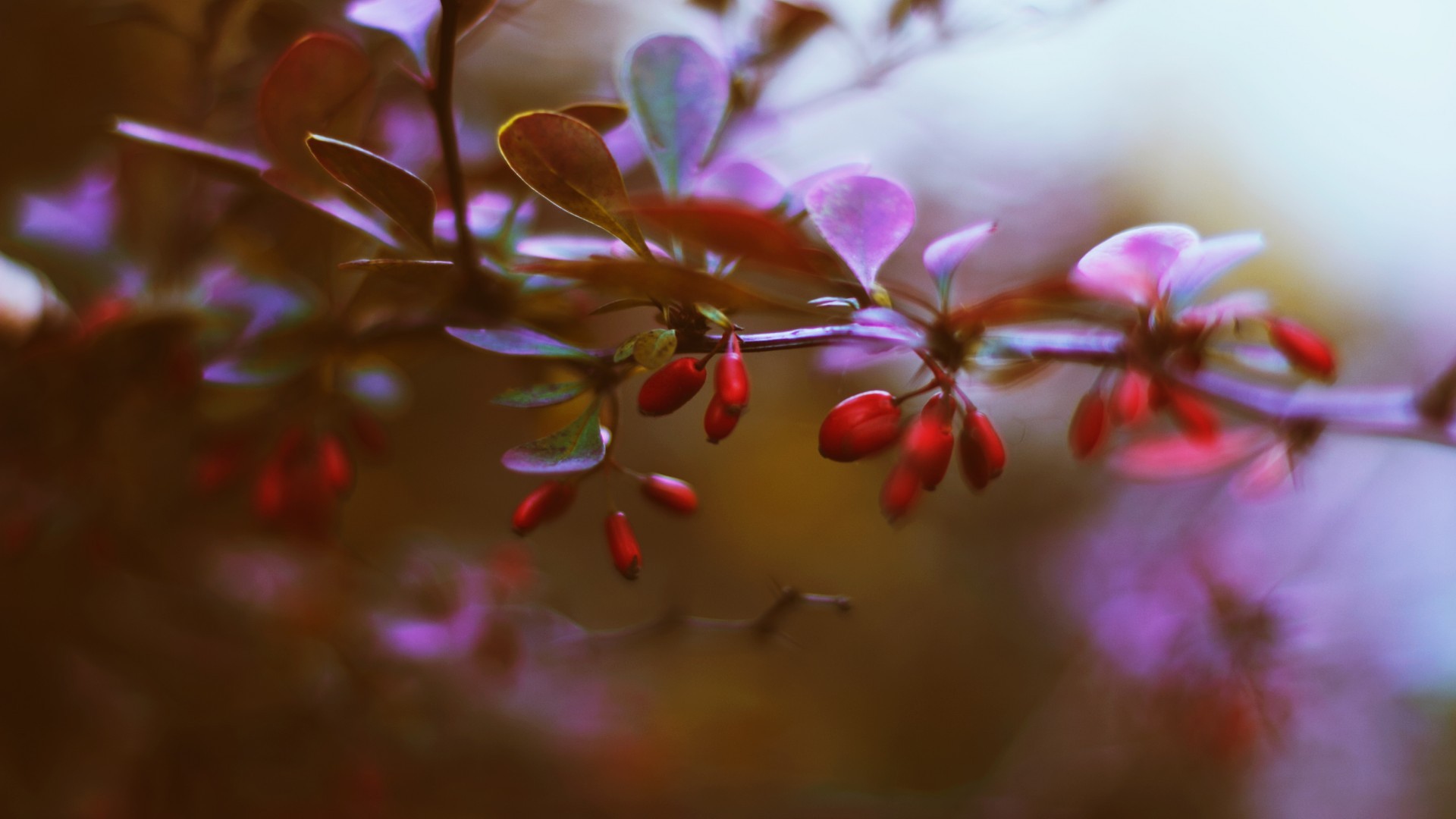 Маленькие красные ягоды на ветке