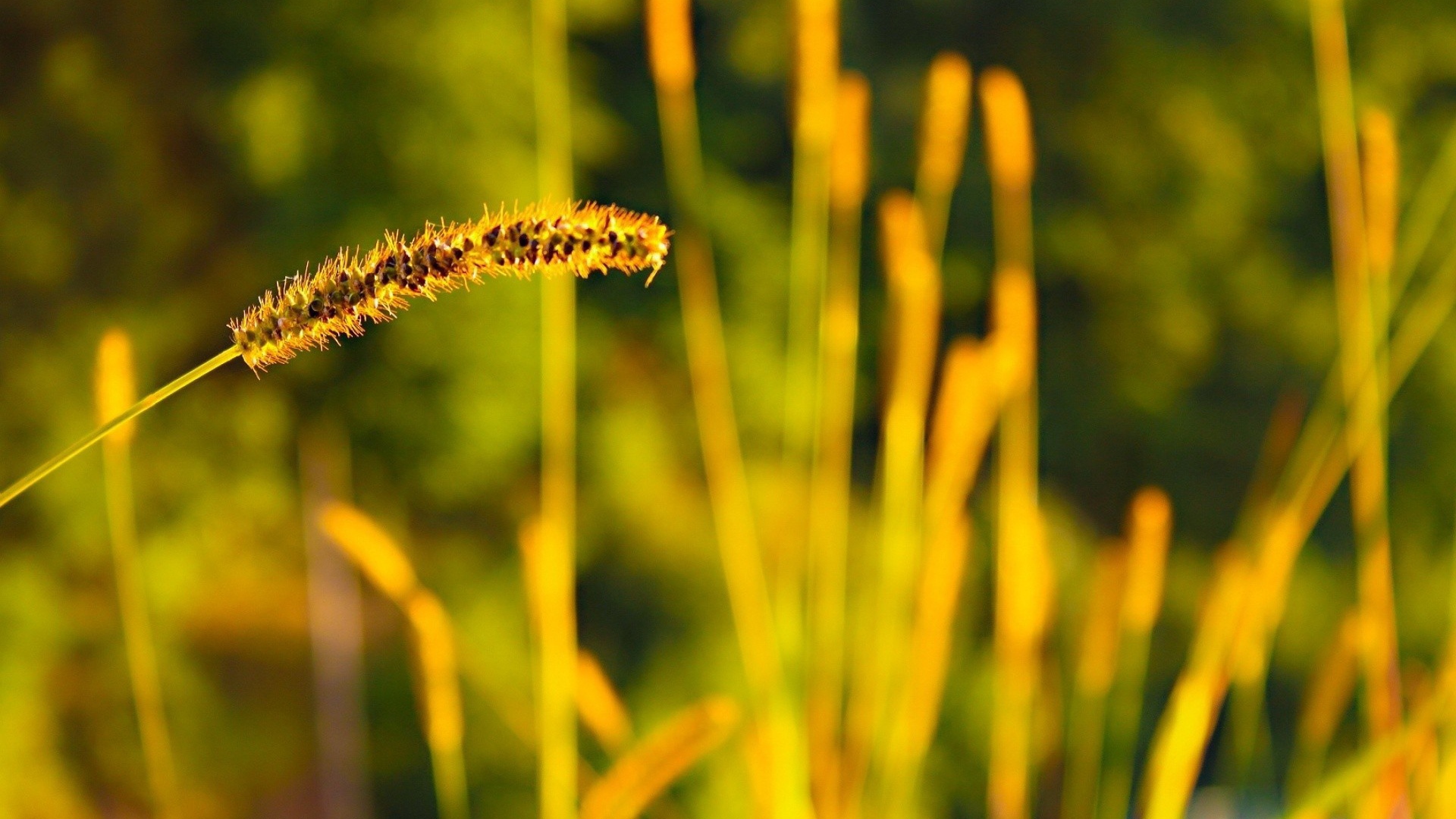Колосок дикой травы с семенами