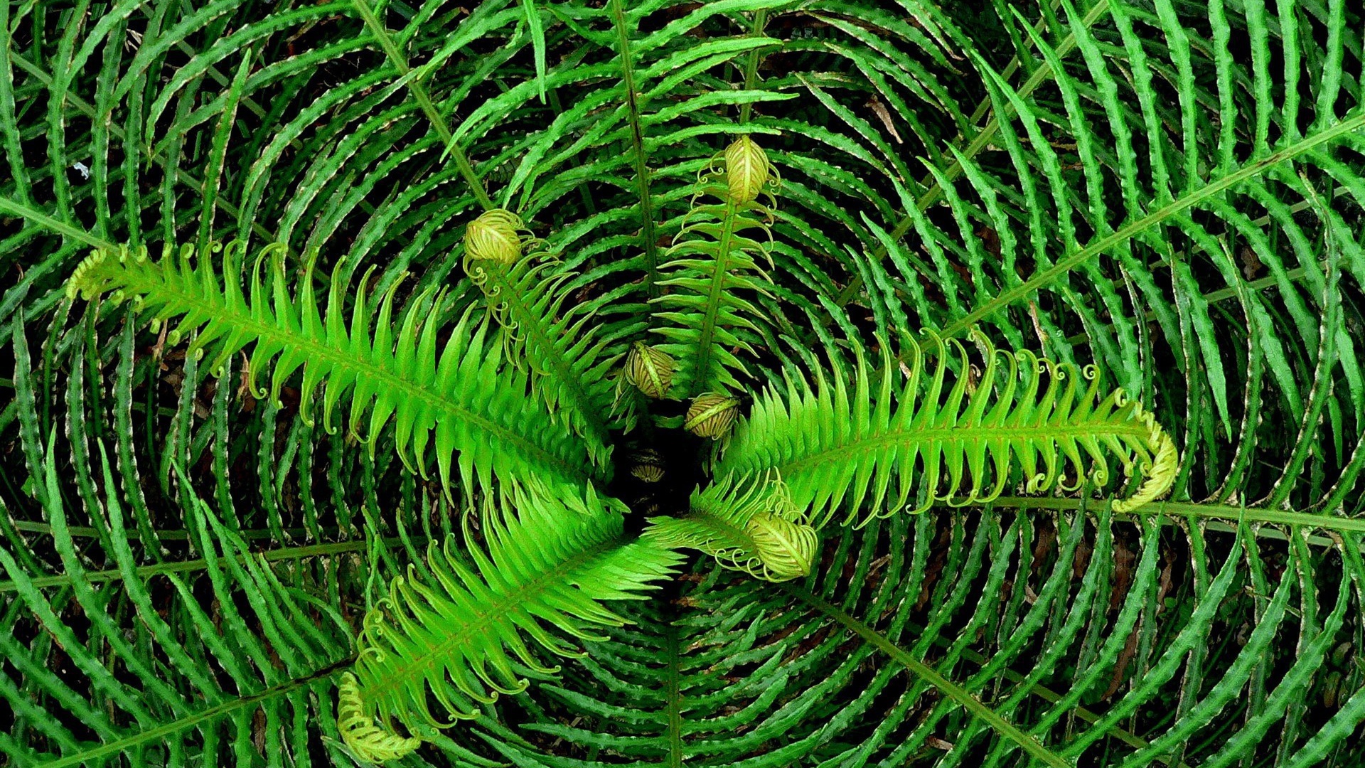 Сердцевина куста папоротника