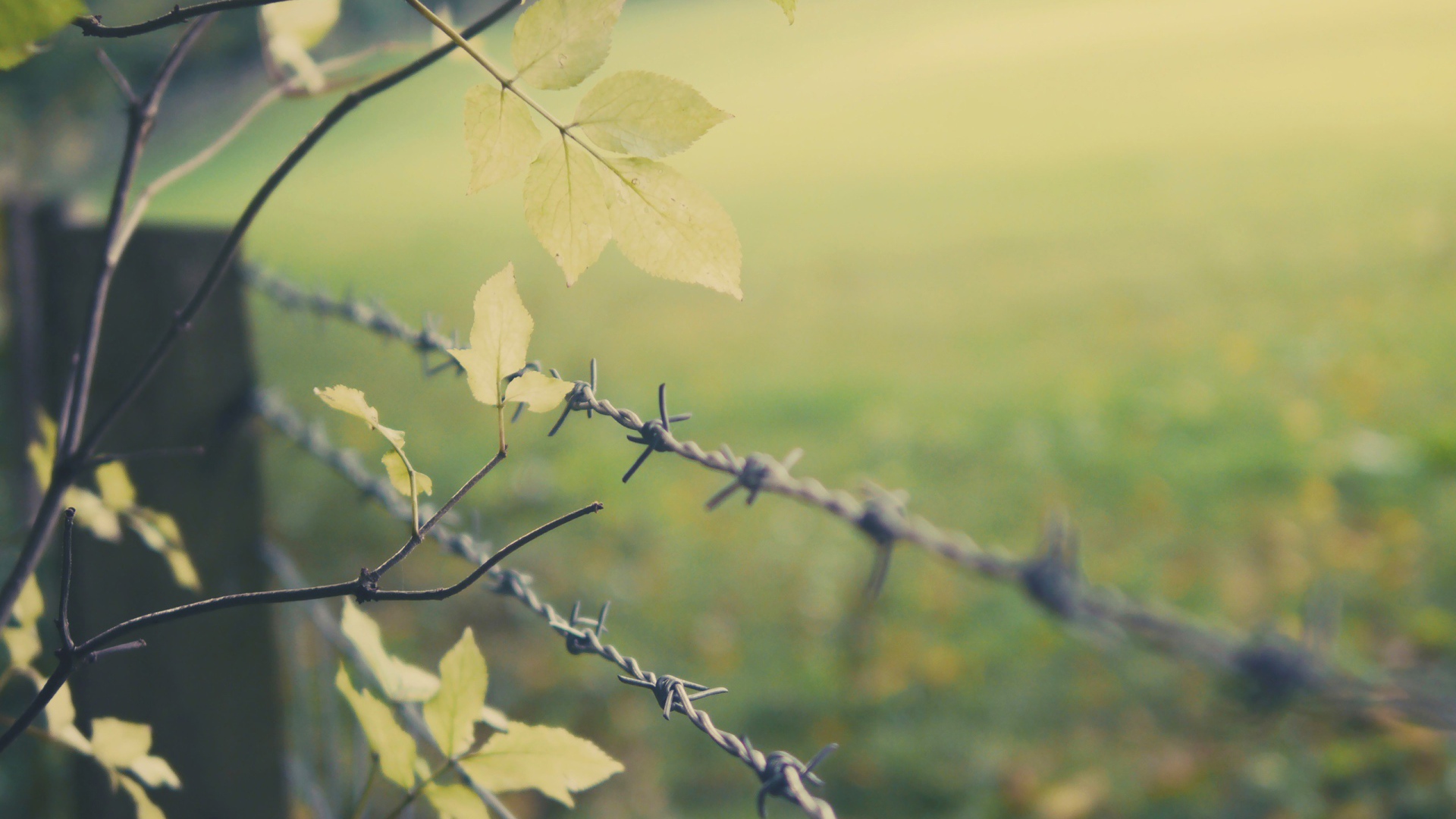 Листья дерева у колючей проволоки