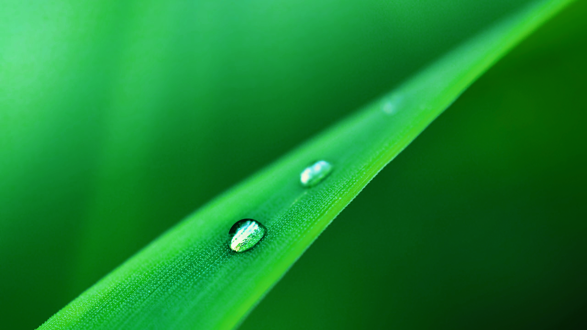 Капли стекают одна за одной по травинке