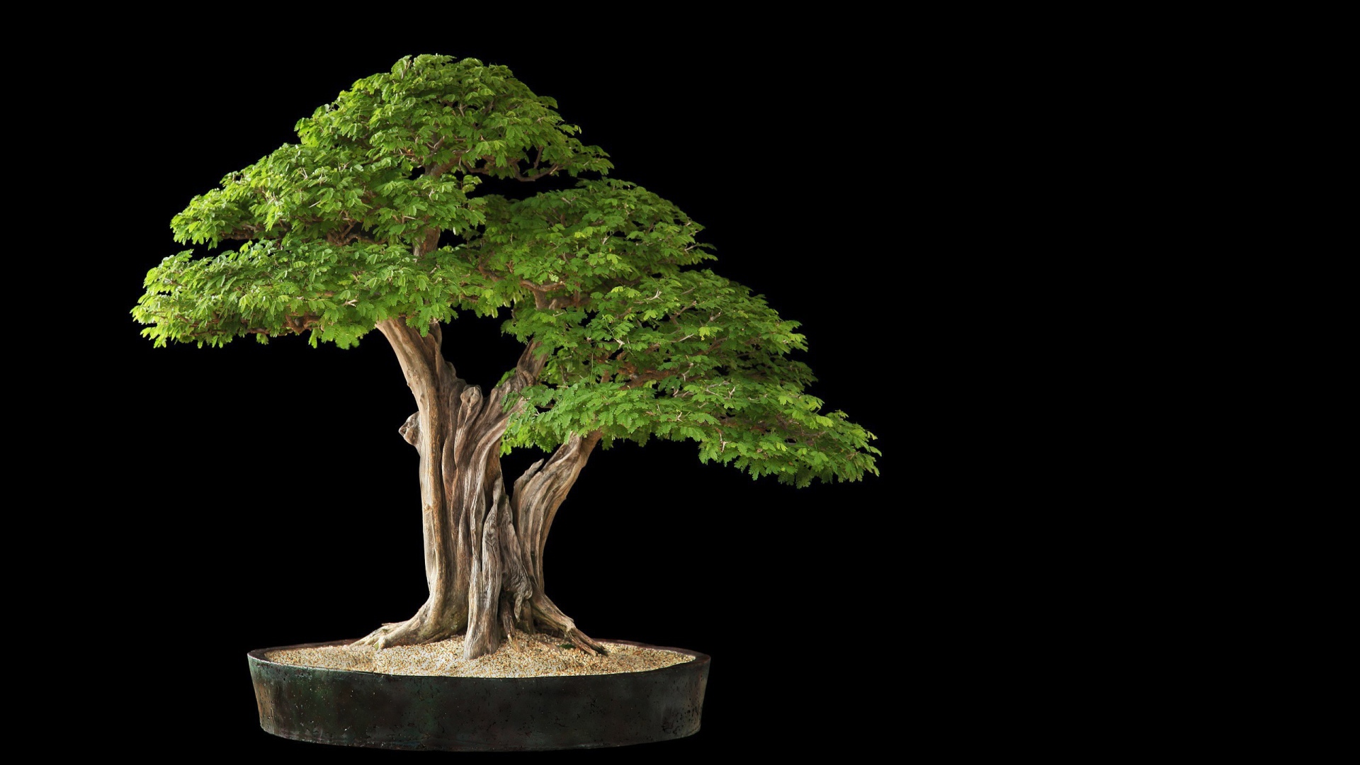 White bonsai tree