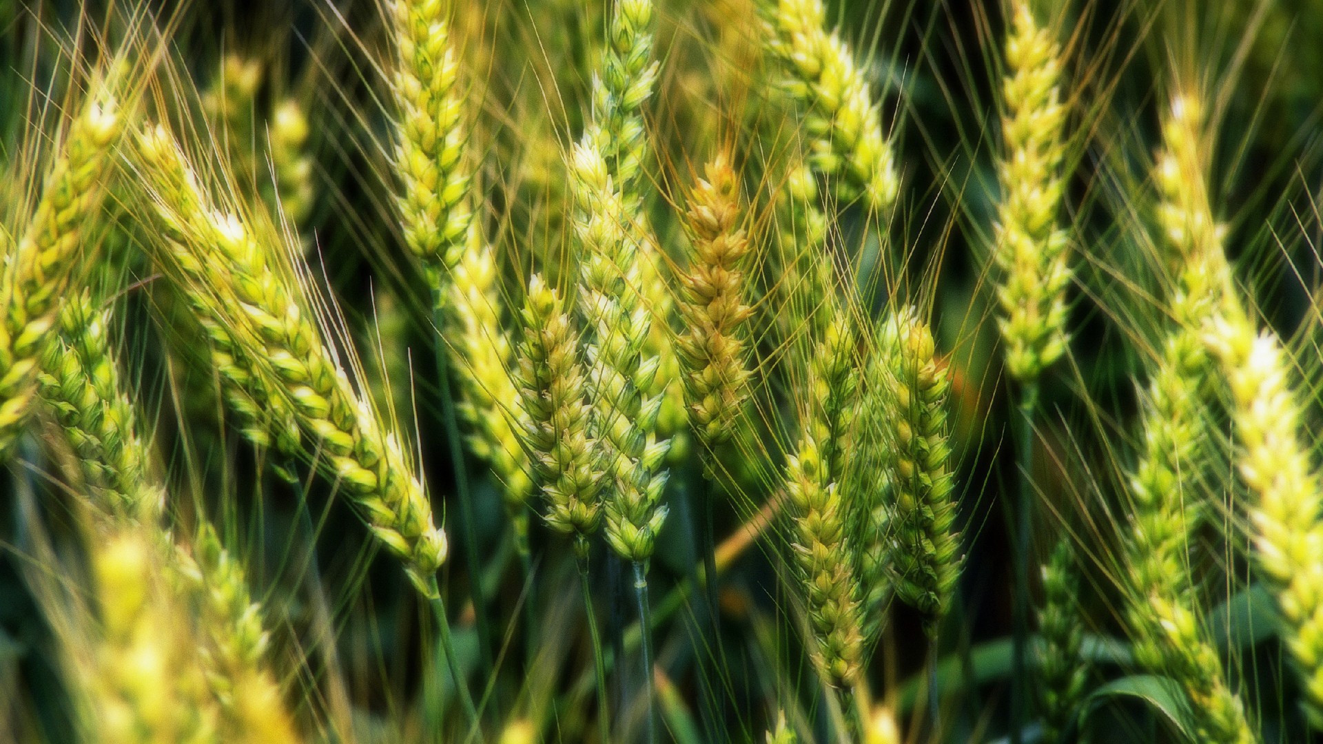 Молодые зеленые колоски пшеницы