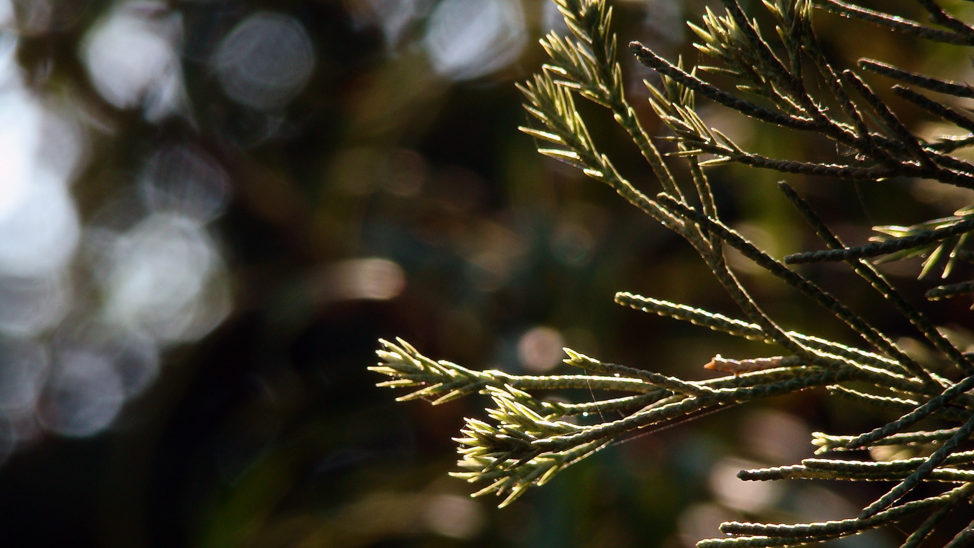 Молодые ростки в лучах яркого солнца