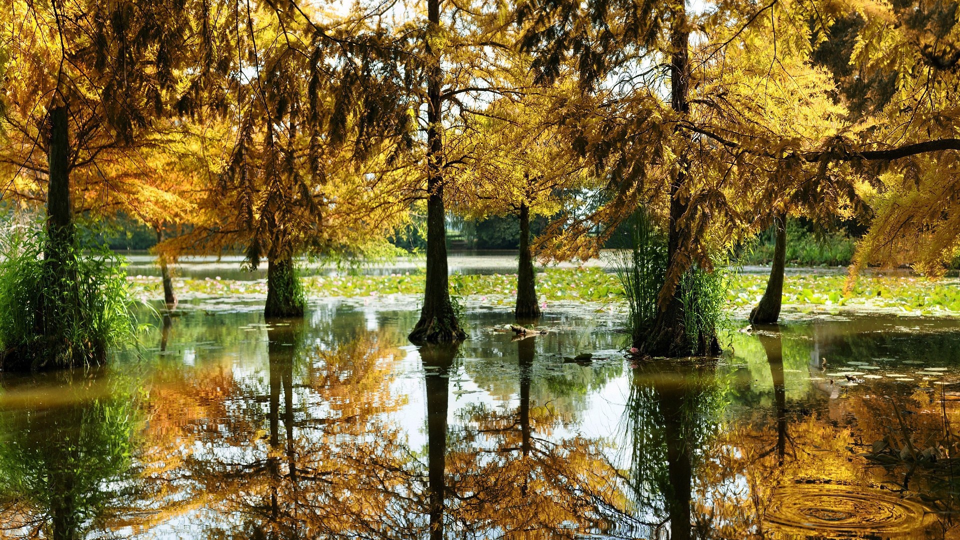 Разлившаяся река подтопила деревья