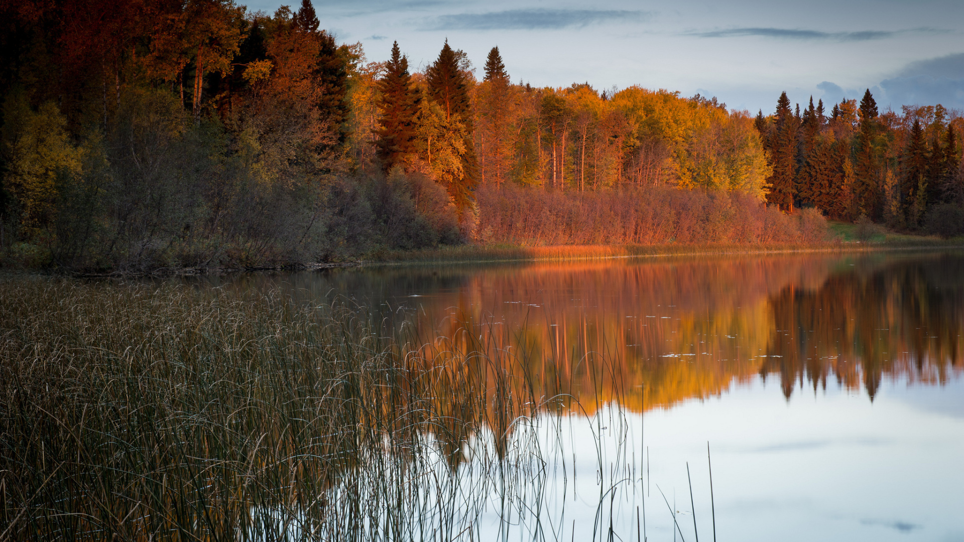 Солнечный свет на деревьях