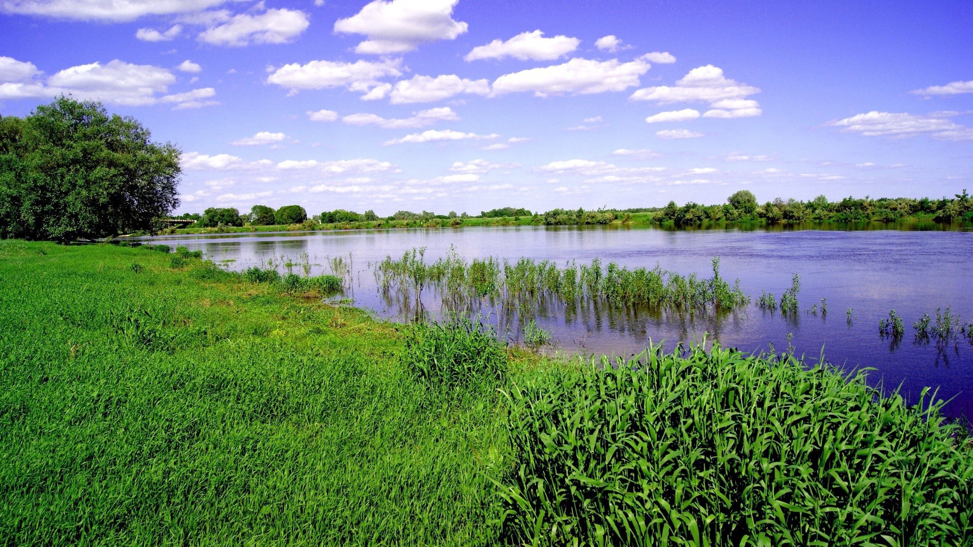 Заливной луг на берегу реки