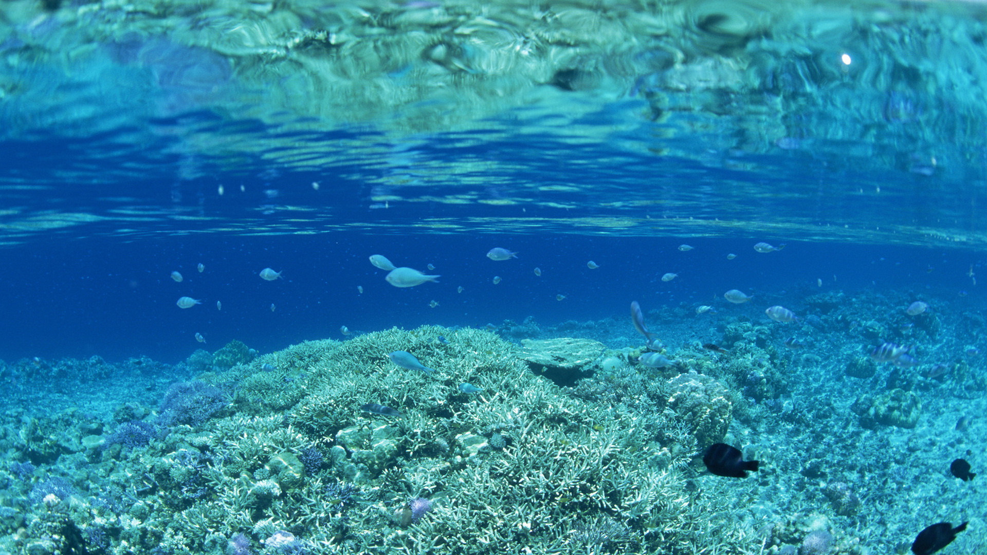 Прозрачная вода на коралловом рифе