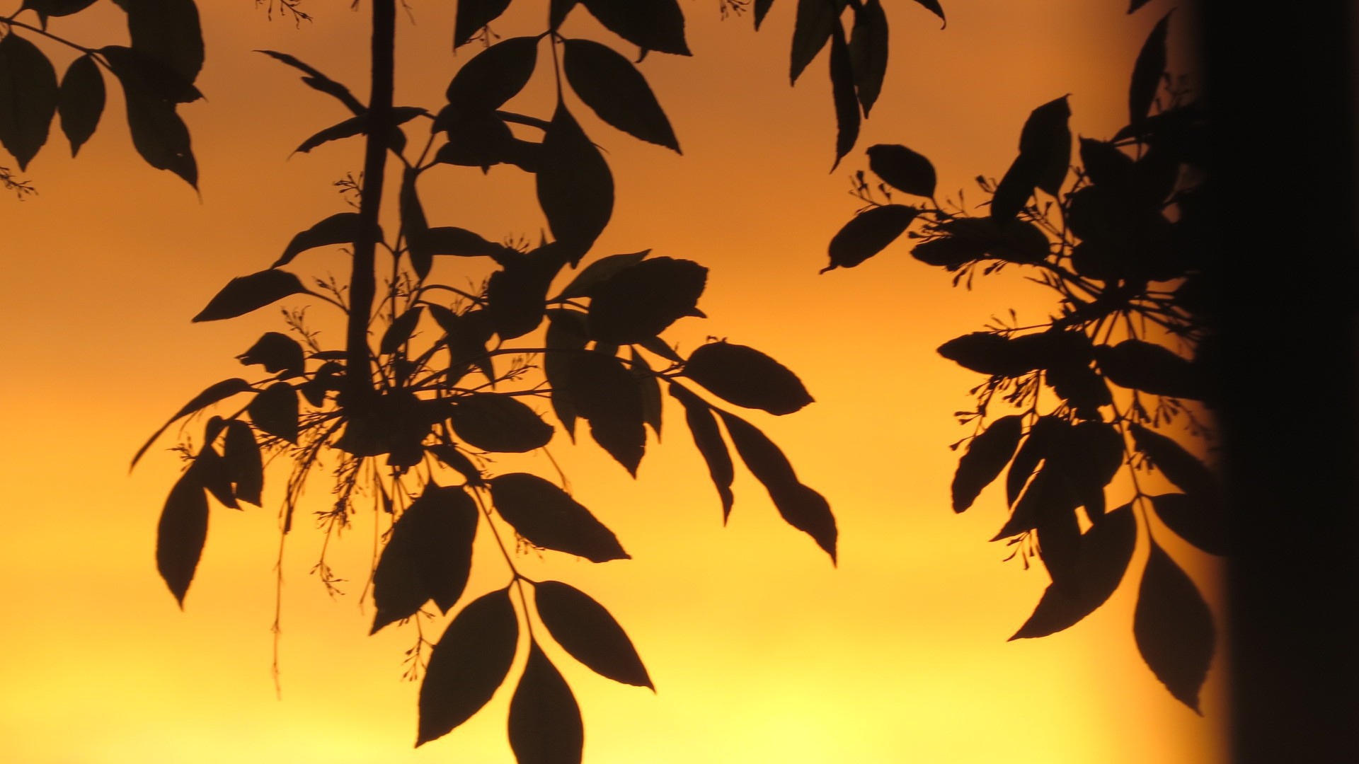 Листья на фоне оранжевого неба