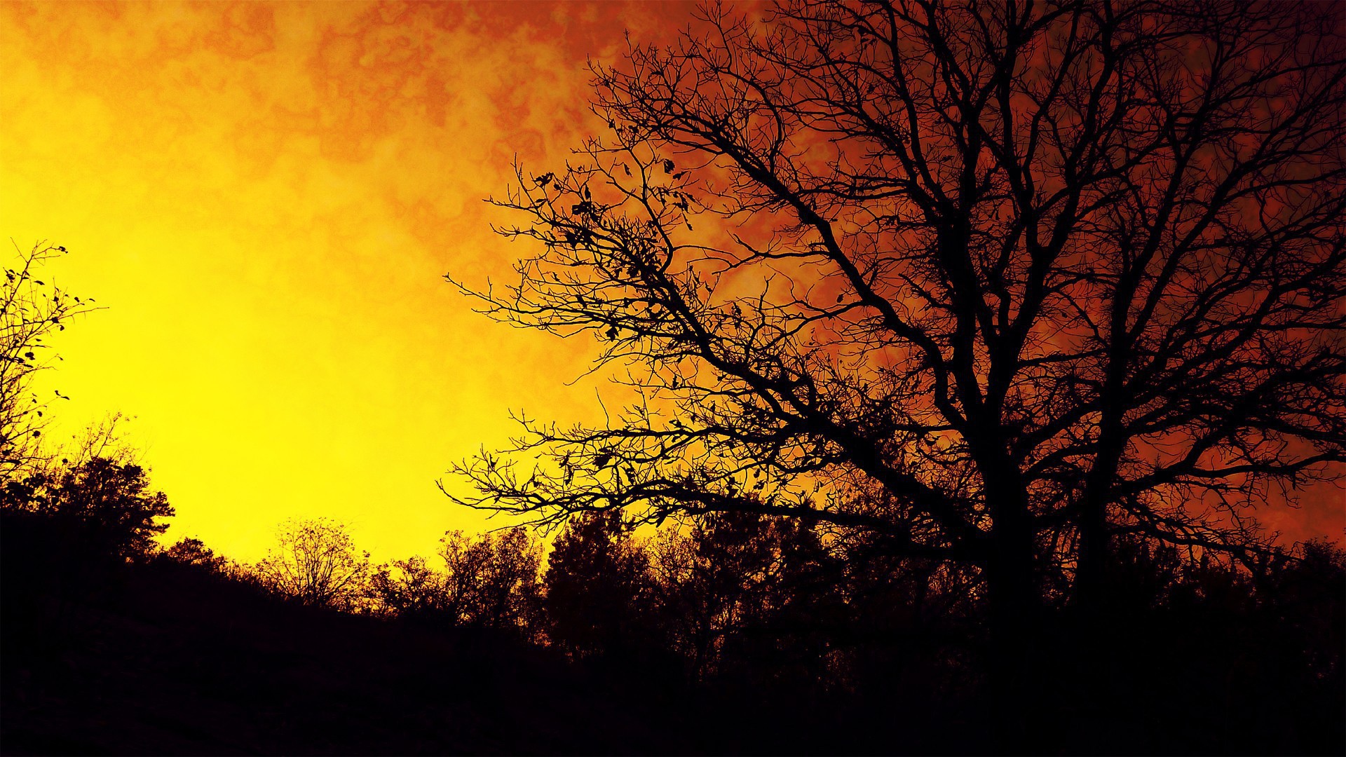 Силуэт осеннего дерева на фоне оранжевого неба