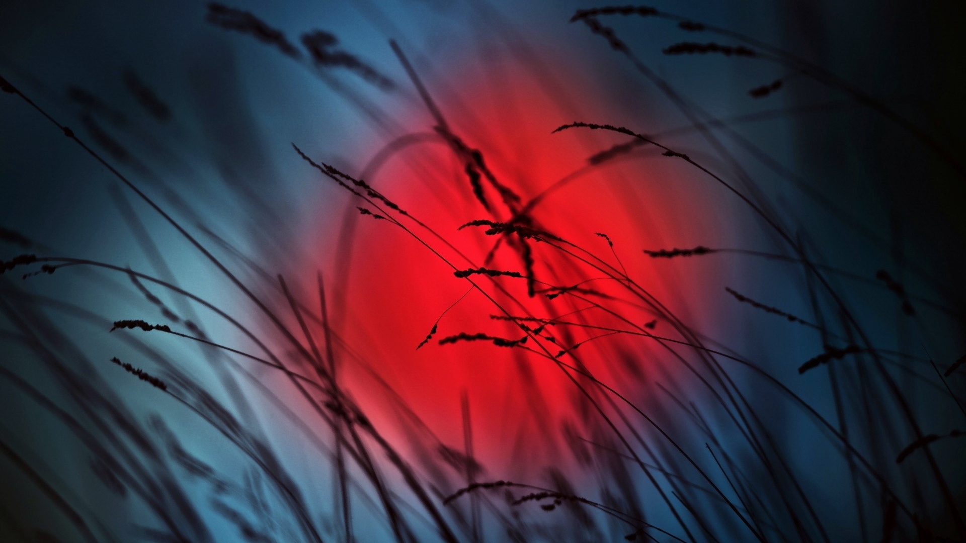 Колоски на фоне красного солнца