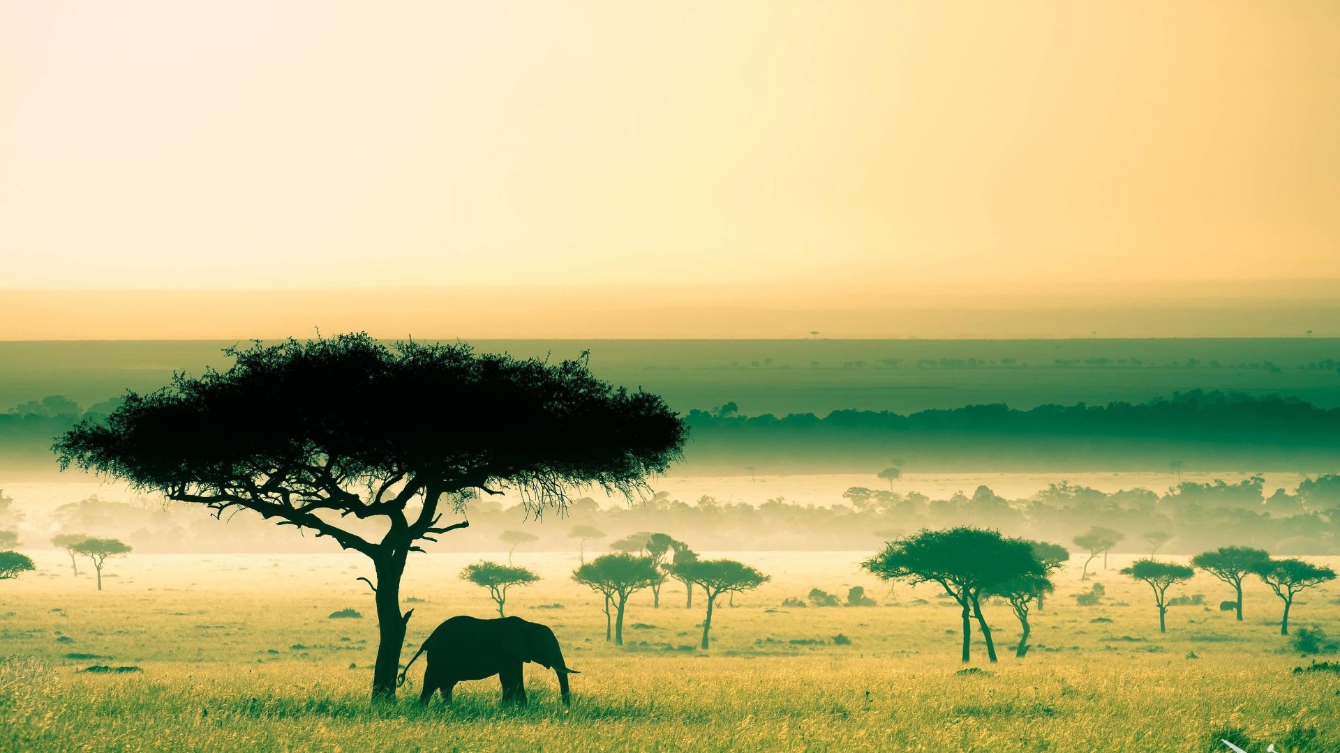 An elephant under a tree, Africa