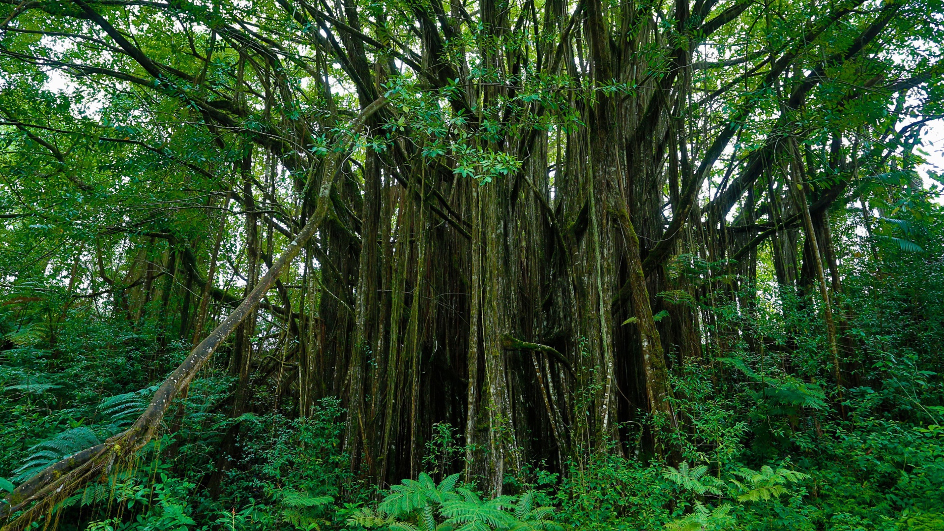 Густые заросли на Гавайях