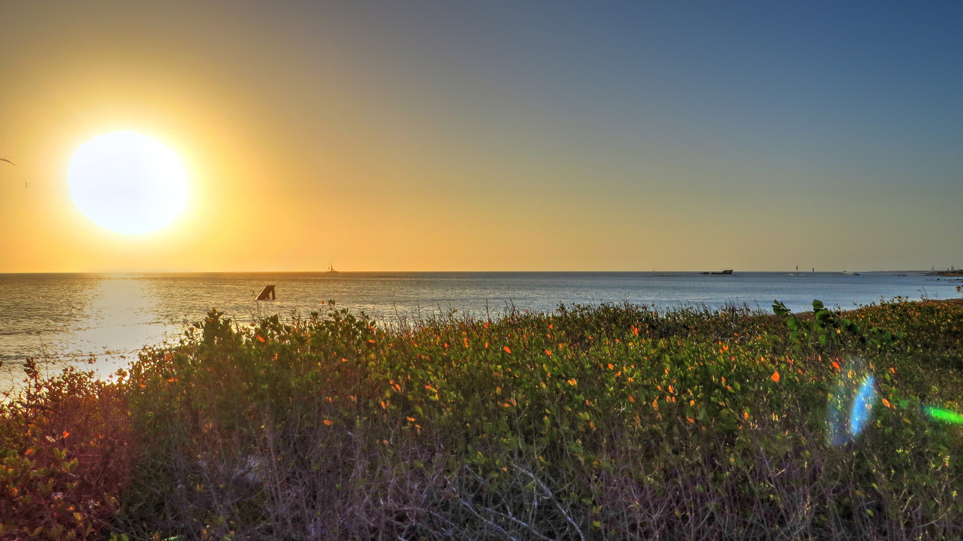 Растения на берегу моря на Арубе