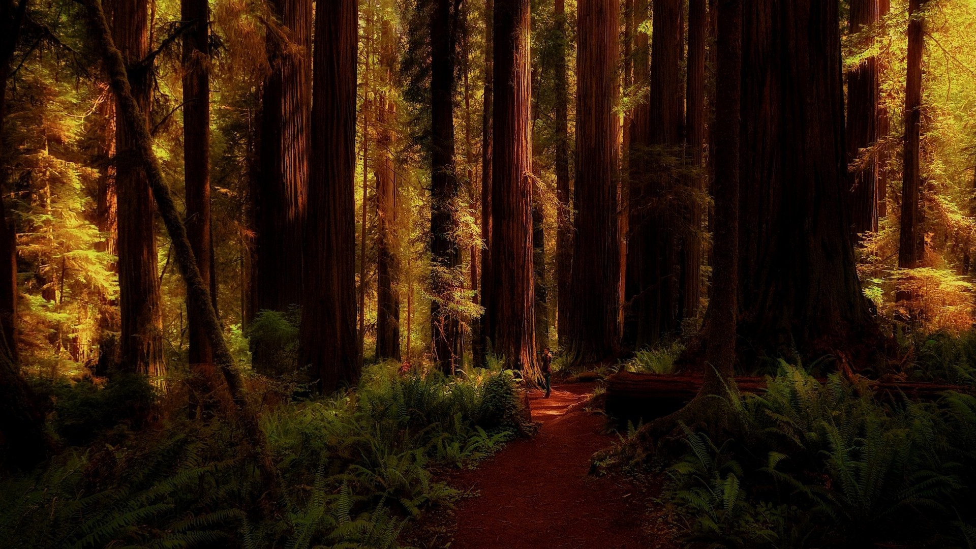 Огромные деревья в лесу, Калифорния
