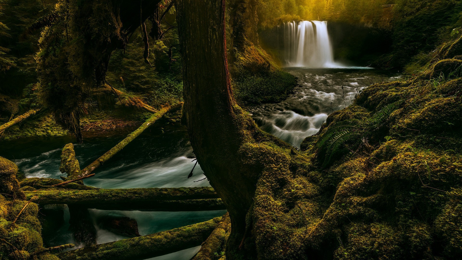 Река в лесу в Орегоне, США