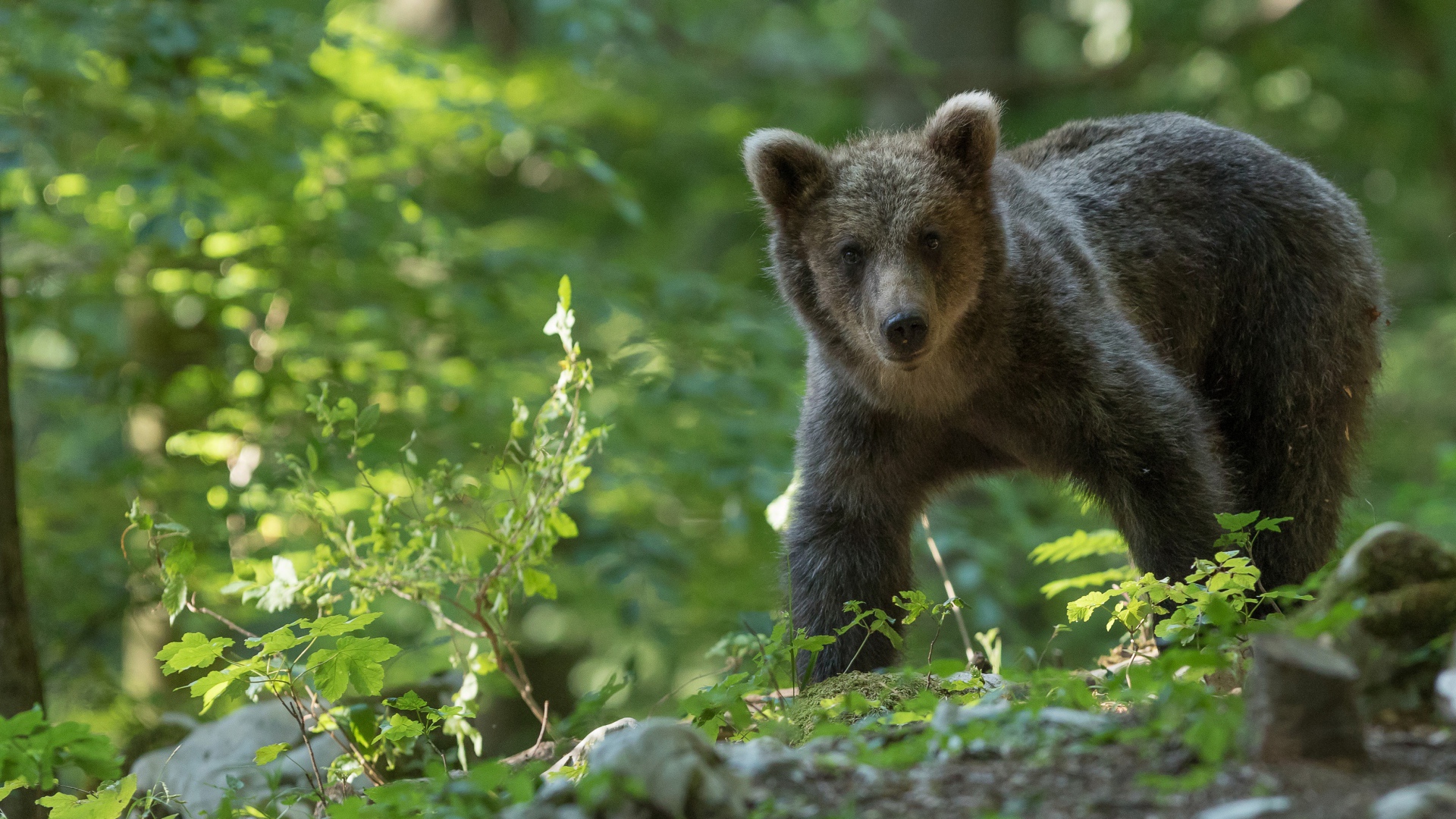 Бурый медвежонок гуляет по лесу