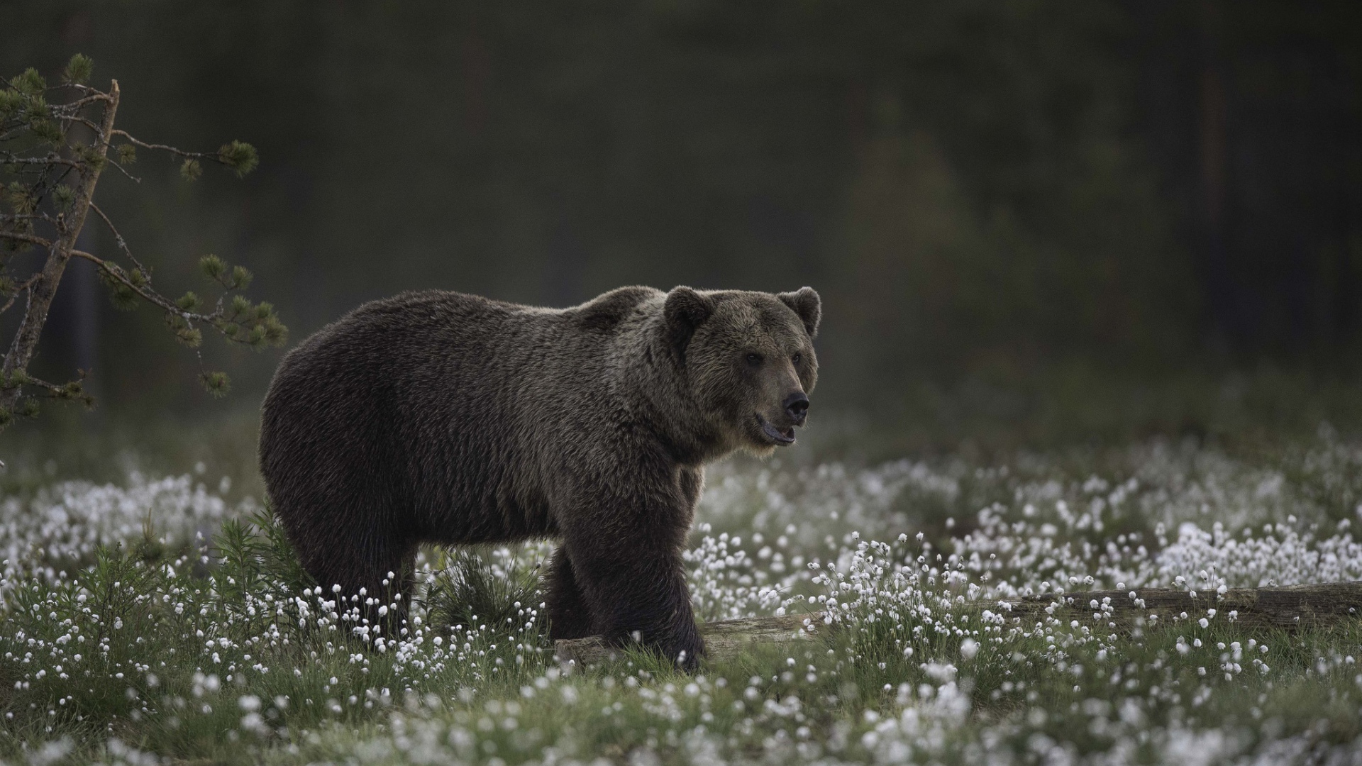Большой бурый медведь идет по белым полевым цветам