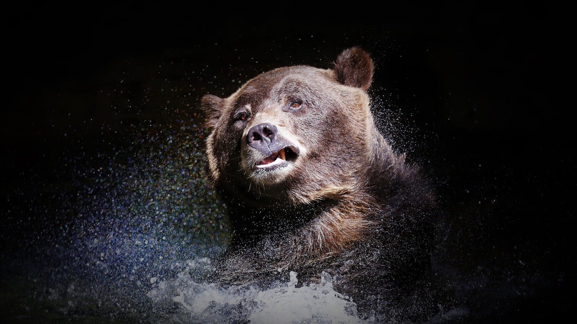 Большой бурый медведь стряхивает воду на черном фоне