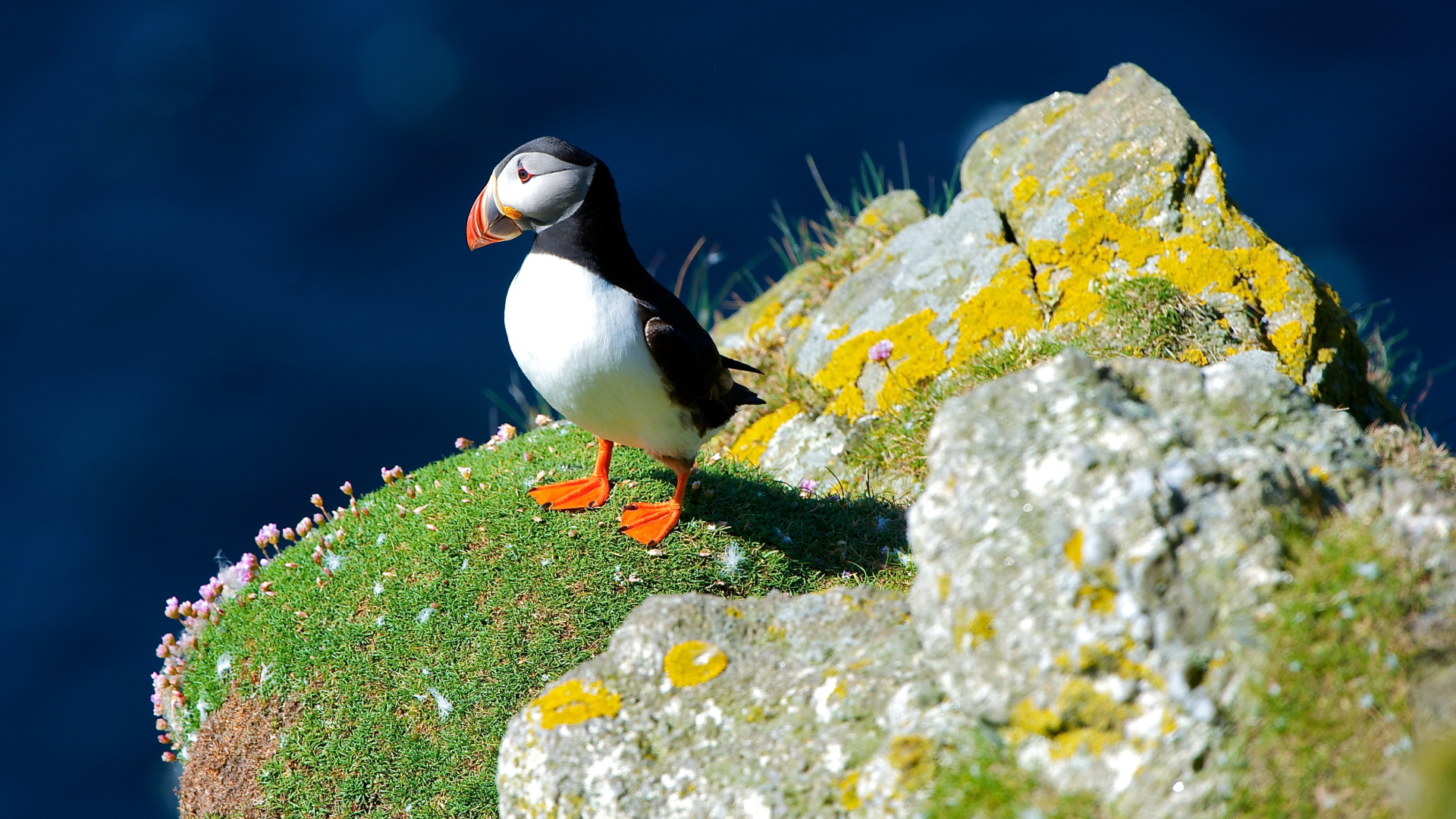 Маленькая птица тупик на скале 