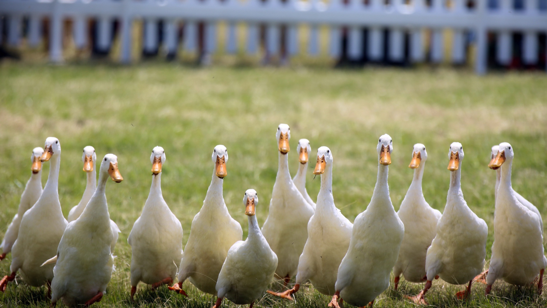 Стая домашних гусей бежит по зеленой траве