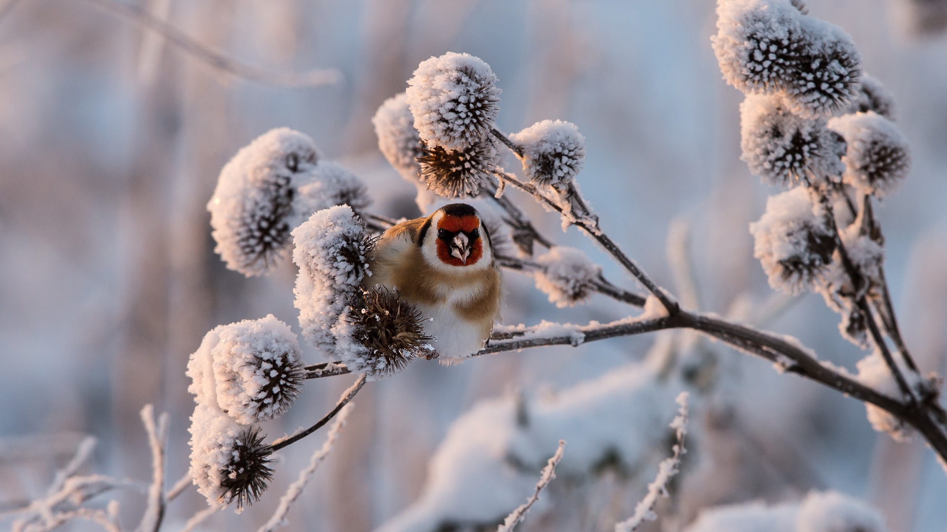 Маленькая птичка щегол сидит на покрытой инеем ветке
