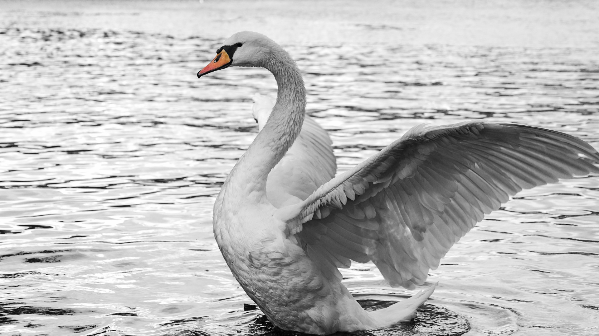 Белый красивый лебедь готовится взлететь с воды