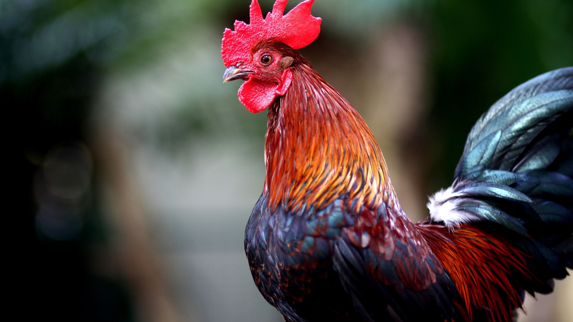 Красивый домашний петух с красным гребнем 