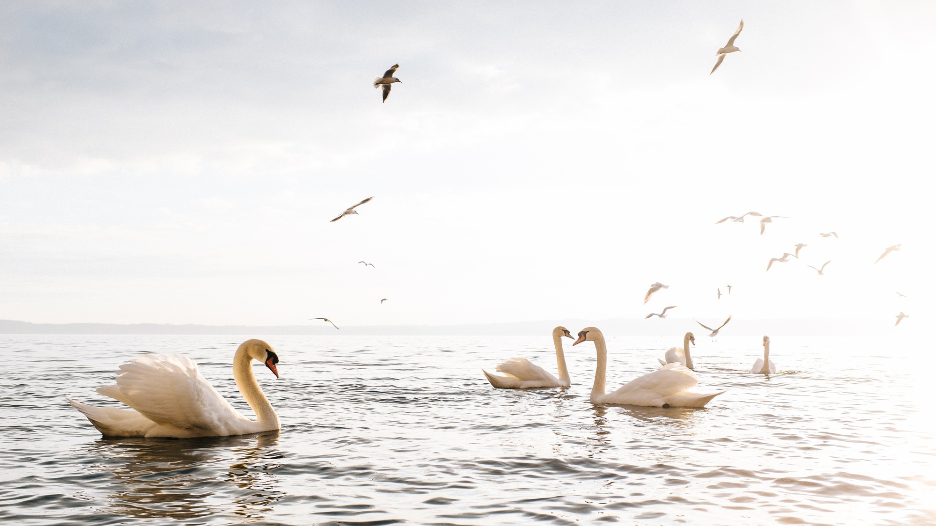 Красивые белые лебеди - шипуны плавают в озере