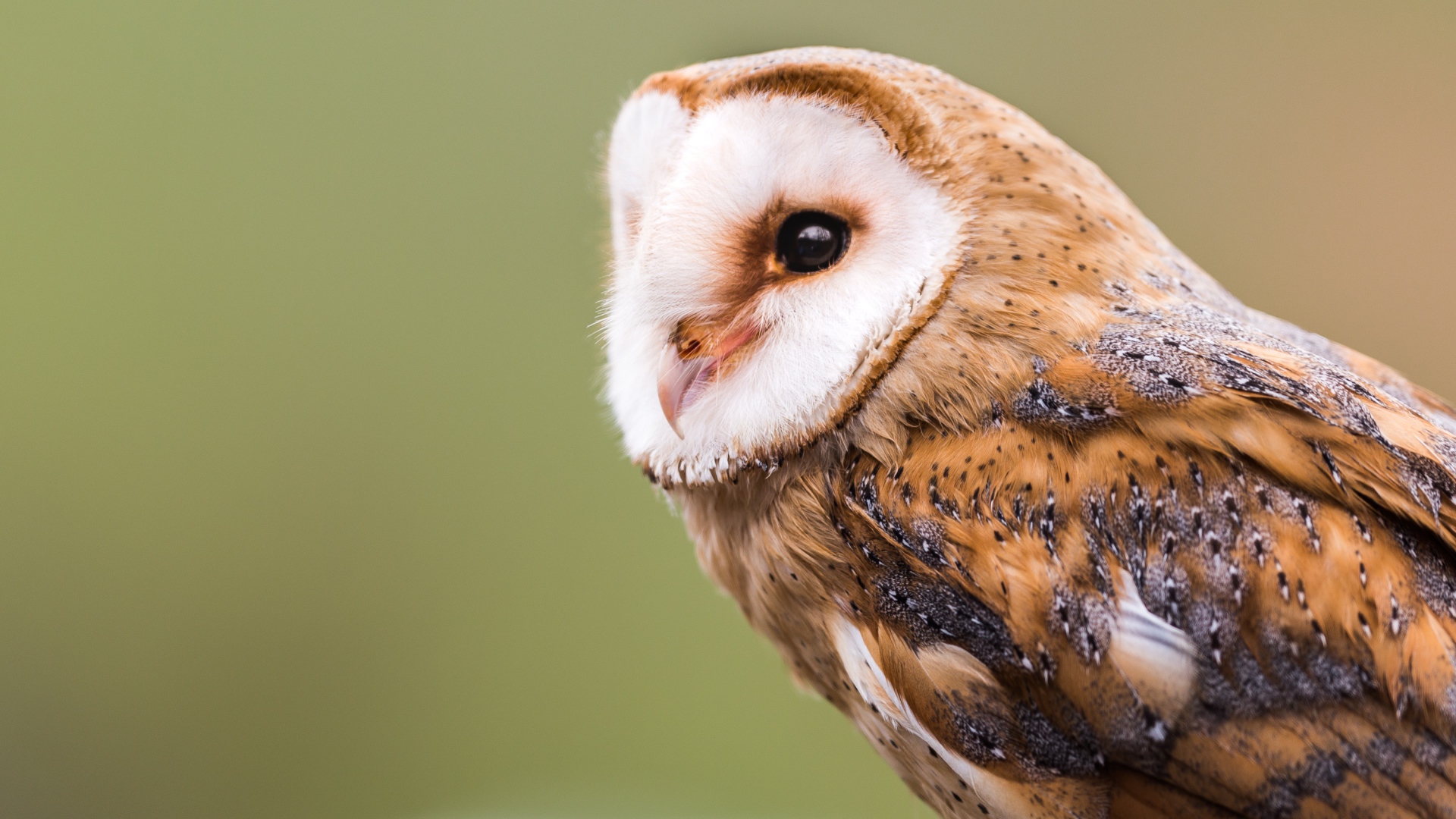 Большая красивая сова крупным планом