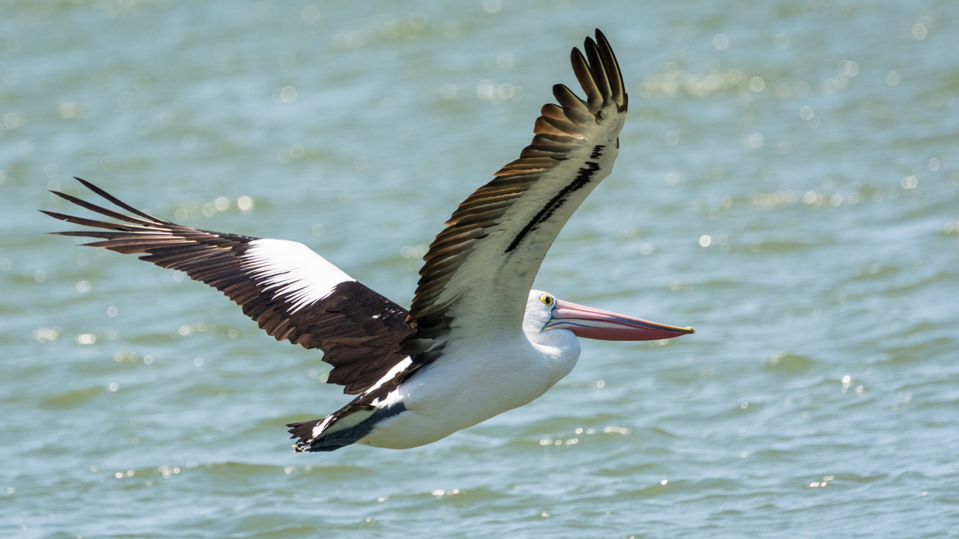 Большая птица пеликан летит над водой