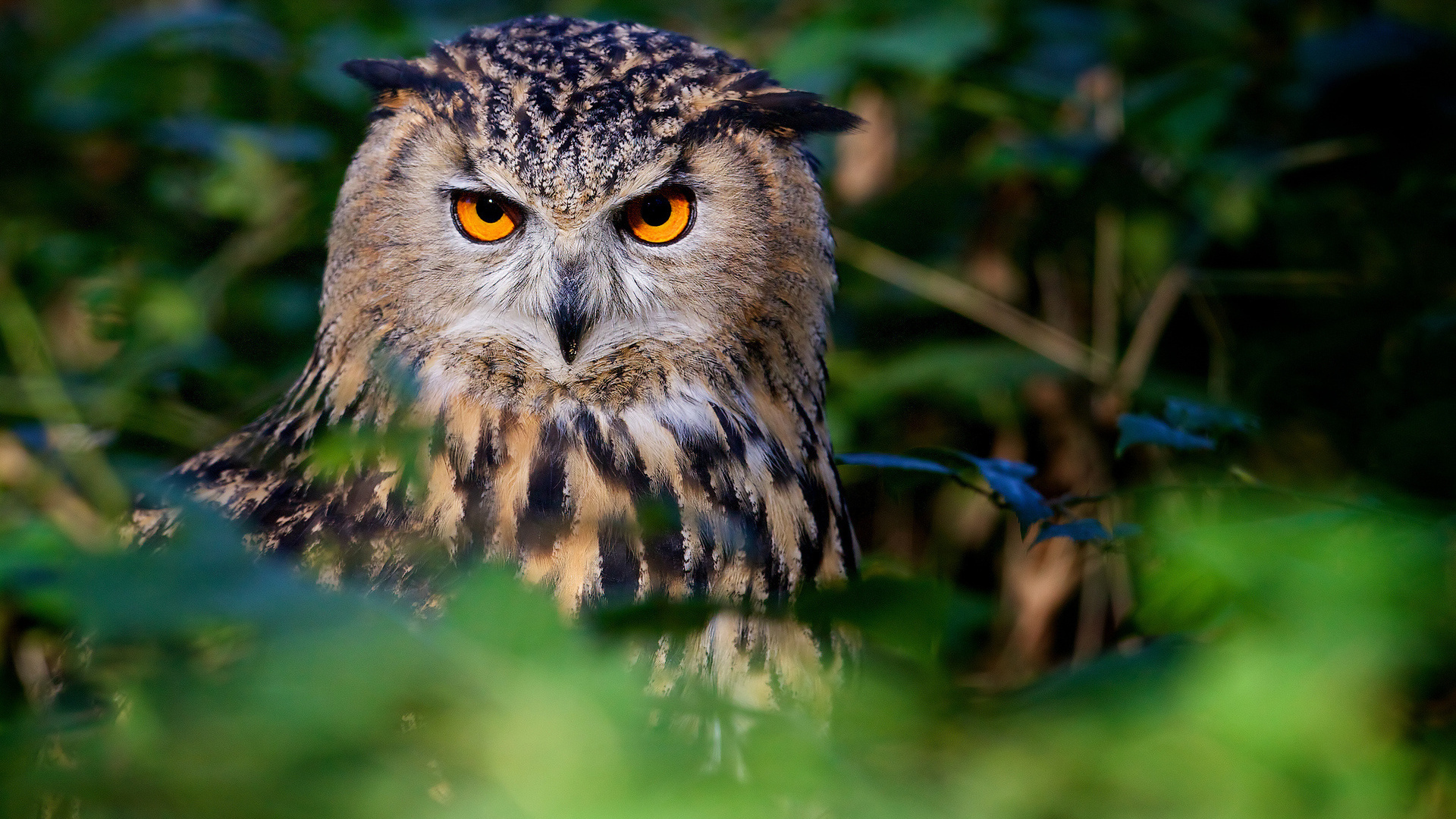 Большая сова с красивыми желтыми глазами