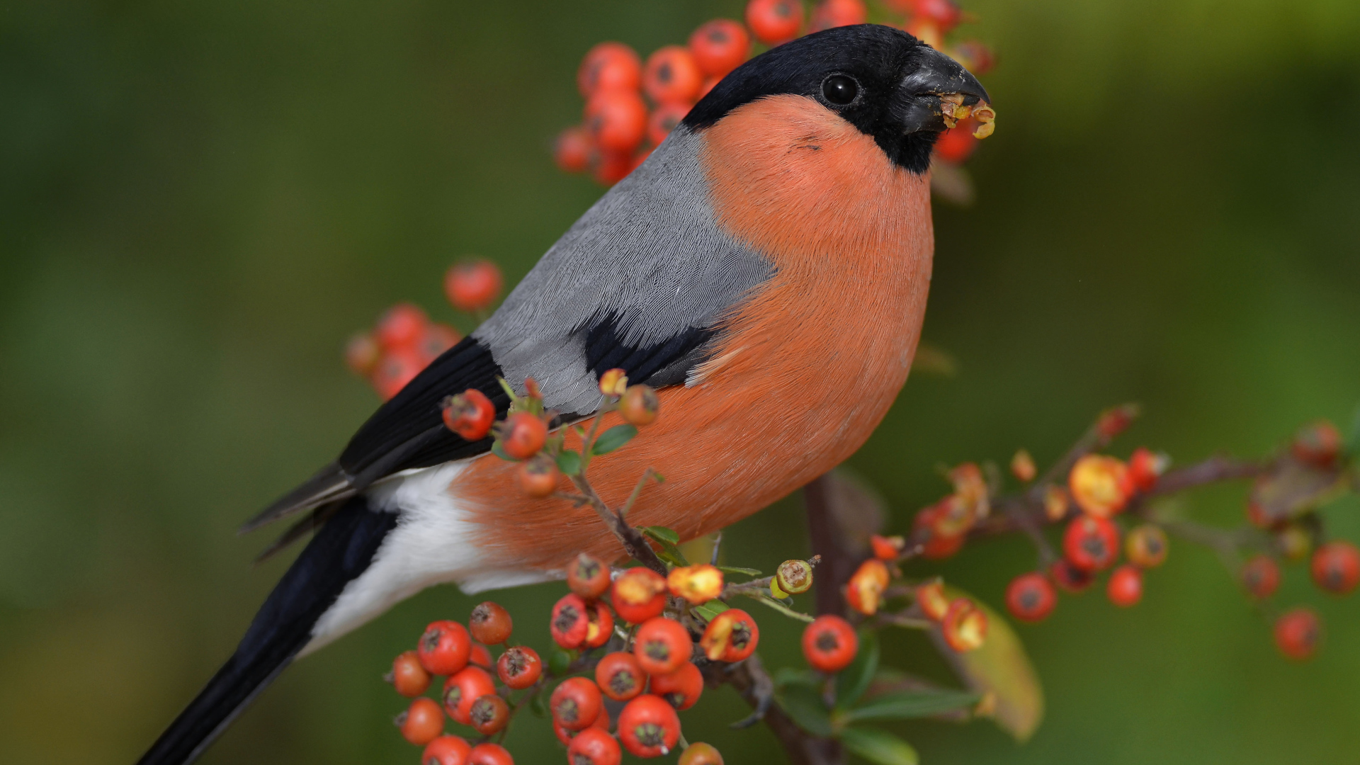 Птица снегирь на ветке красной рябины 