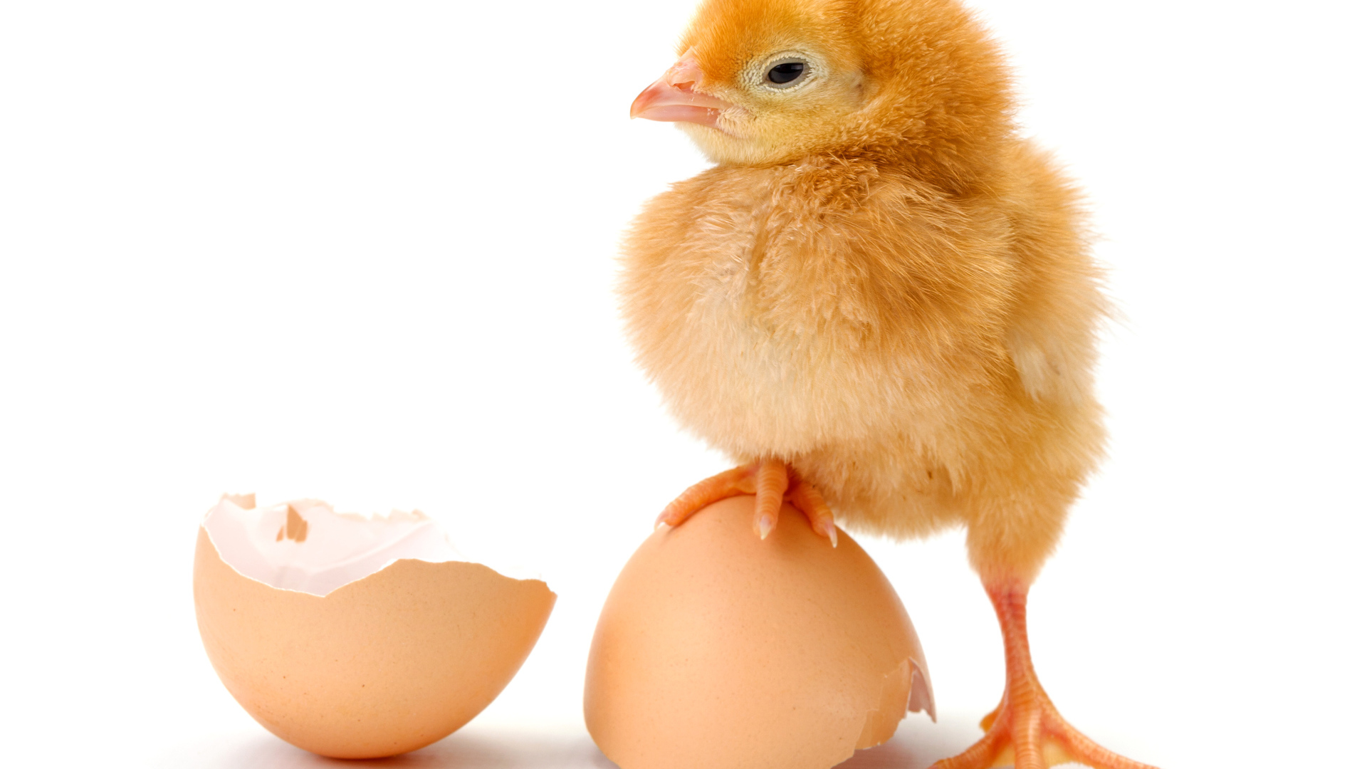 Цыпленок с разбитой яичной скорлупой на белом фоне