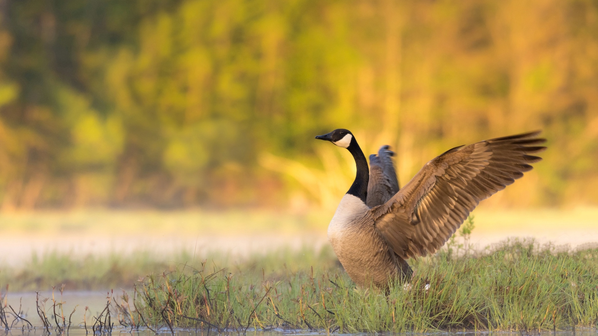 Гусь у водоема готовится взлететь 