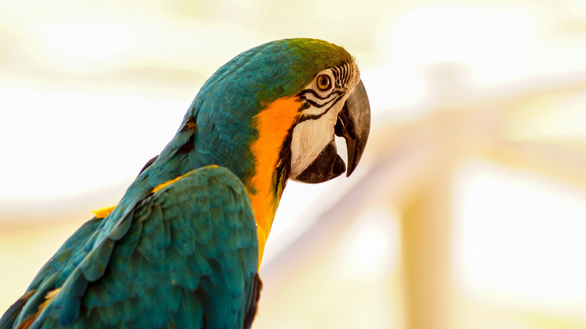 Большой сине-желтый попугай ара крупным планом