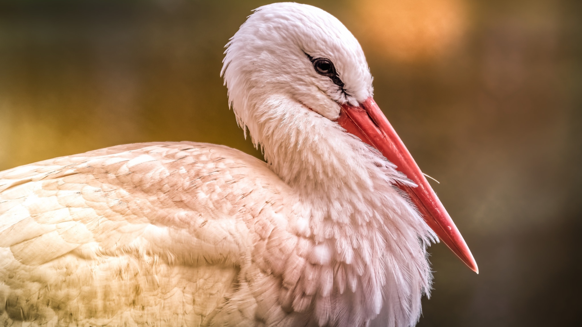 Большой белый аист с красным клювом 