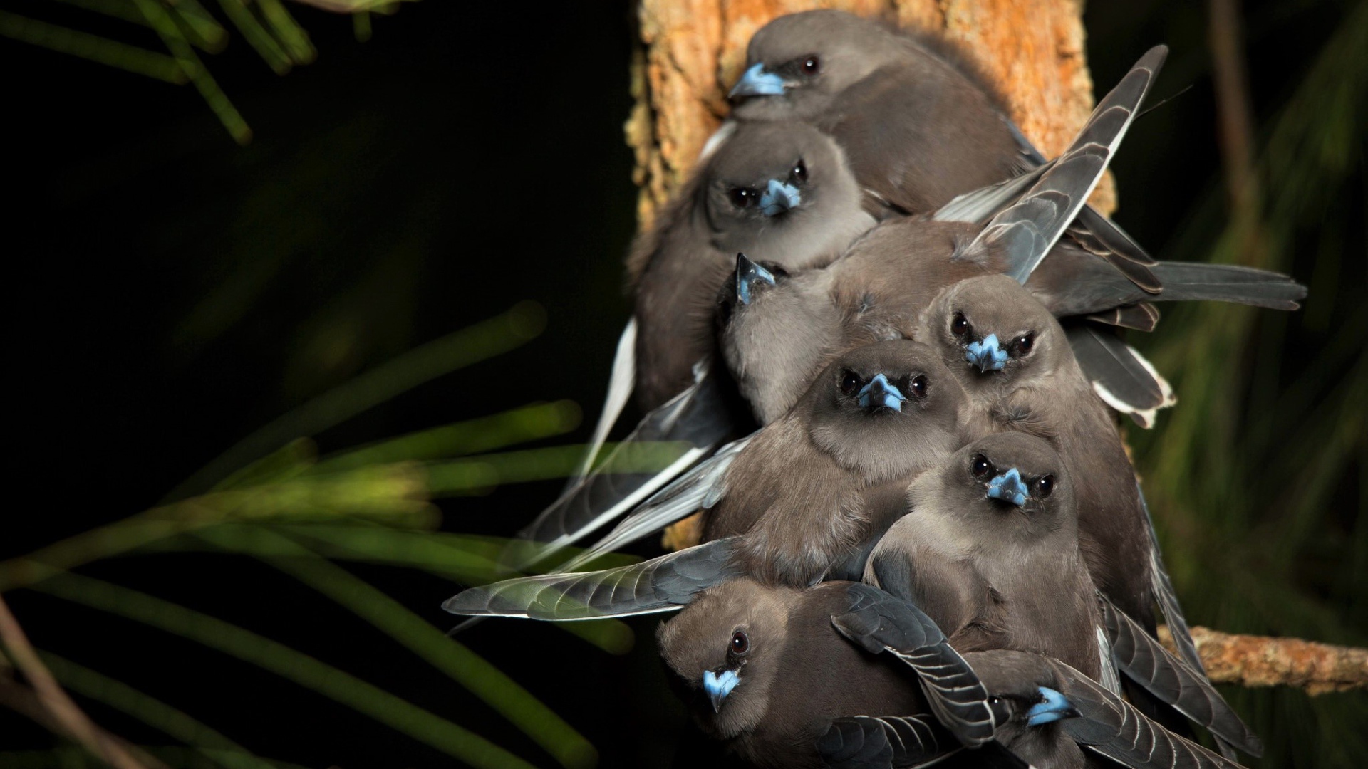 Маленькие птички породы Серый юнко сидят на ветке