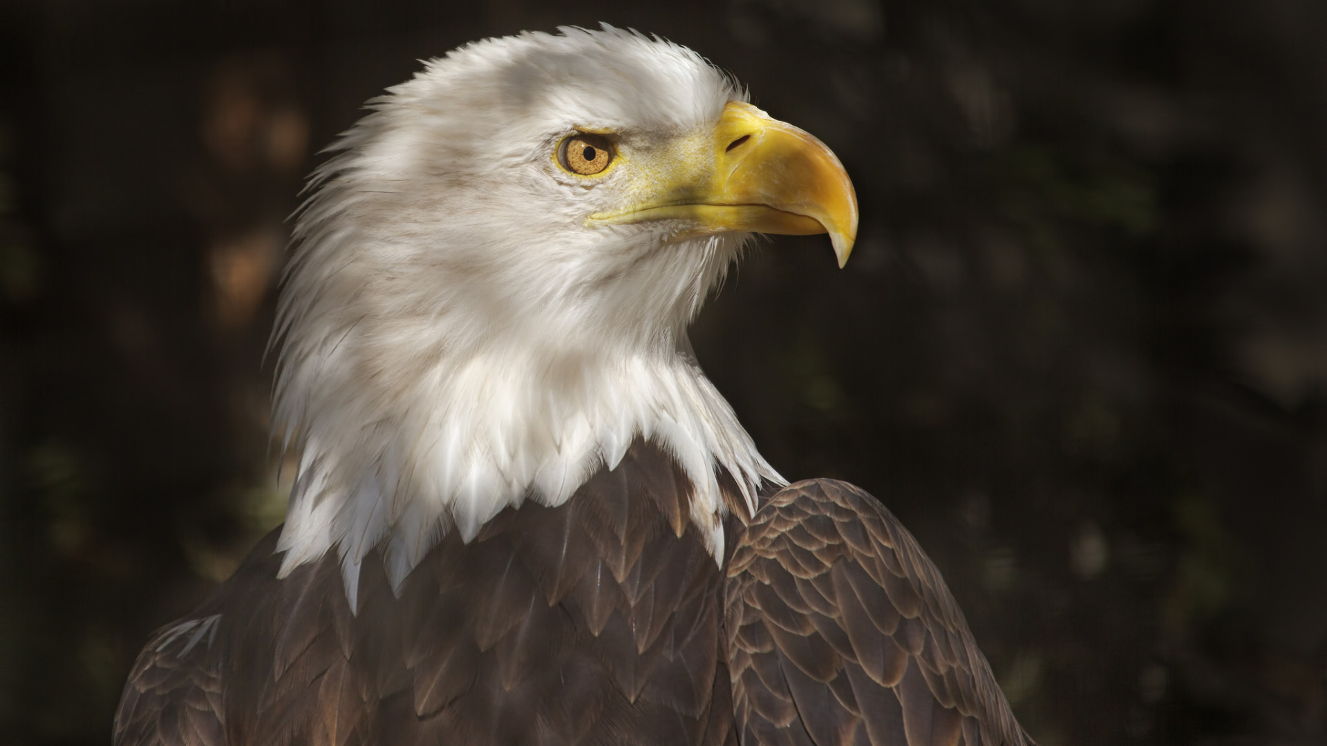 Хищный белоголовый орлан 