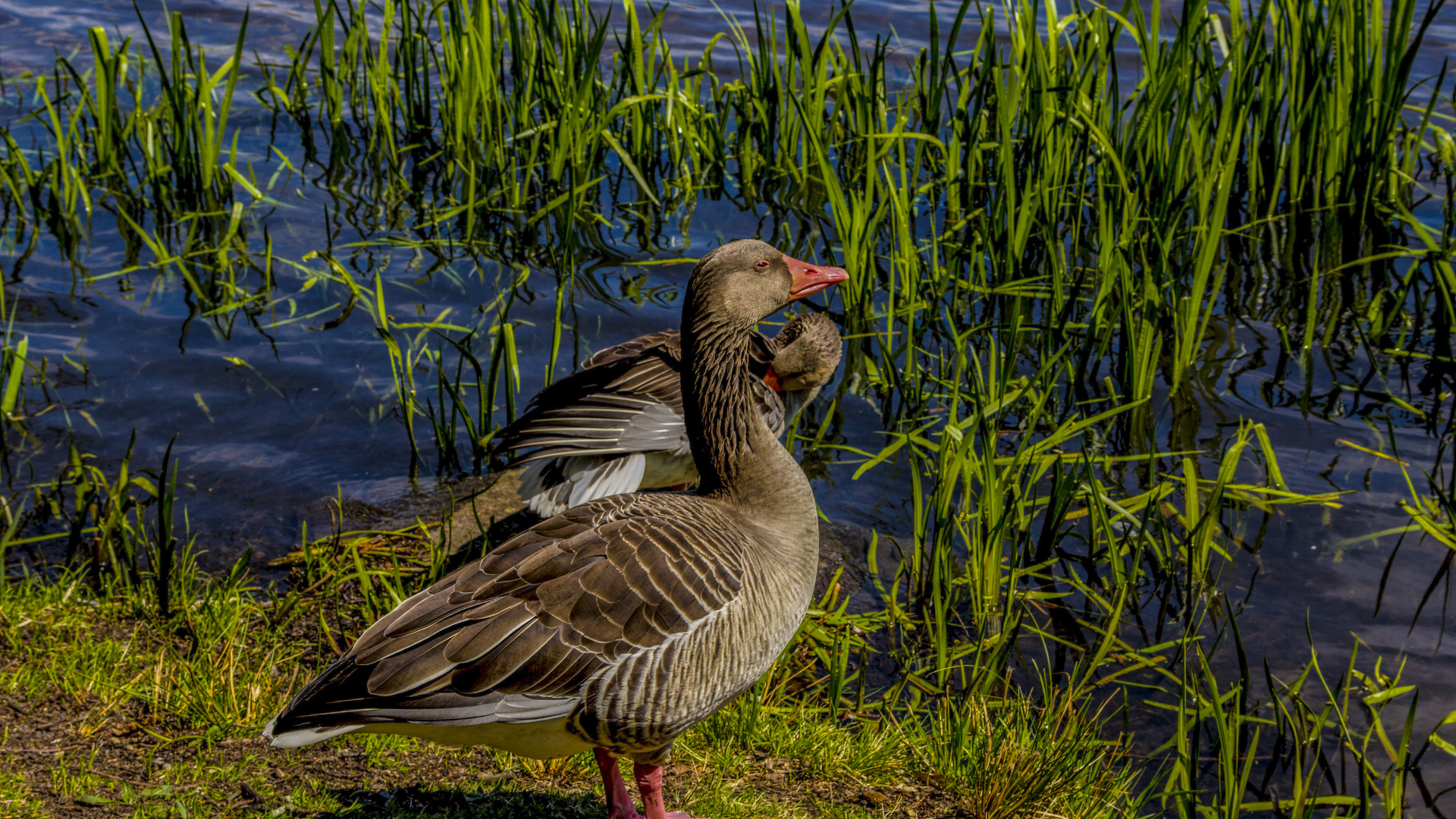 Два больших серых гуся у водоема
