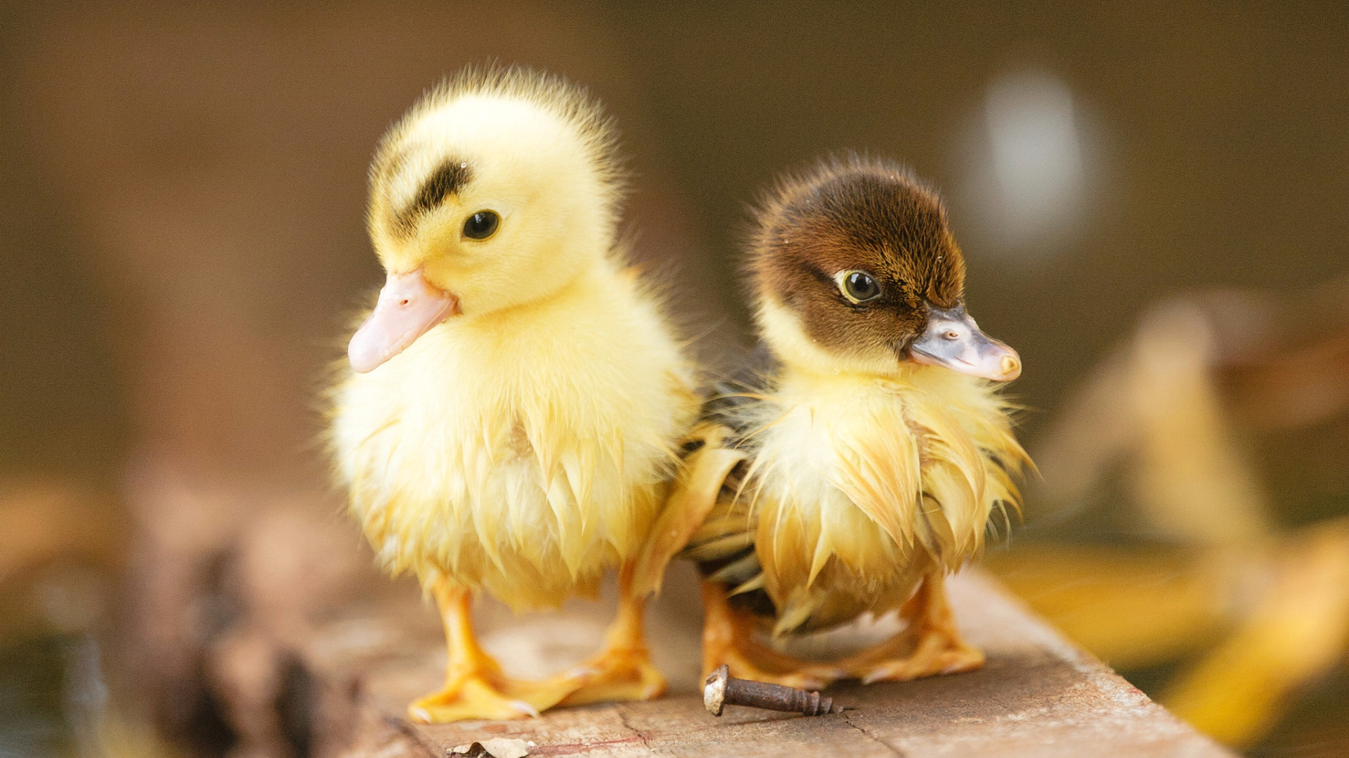 Два маленьких милых мокрых утенка