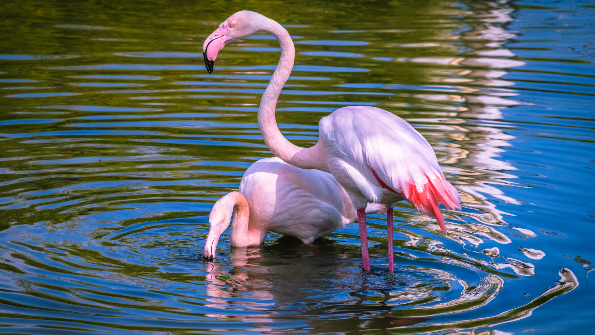 Два розовых фламинго купаются в воде