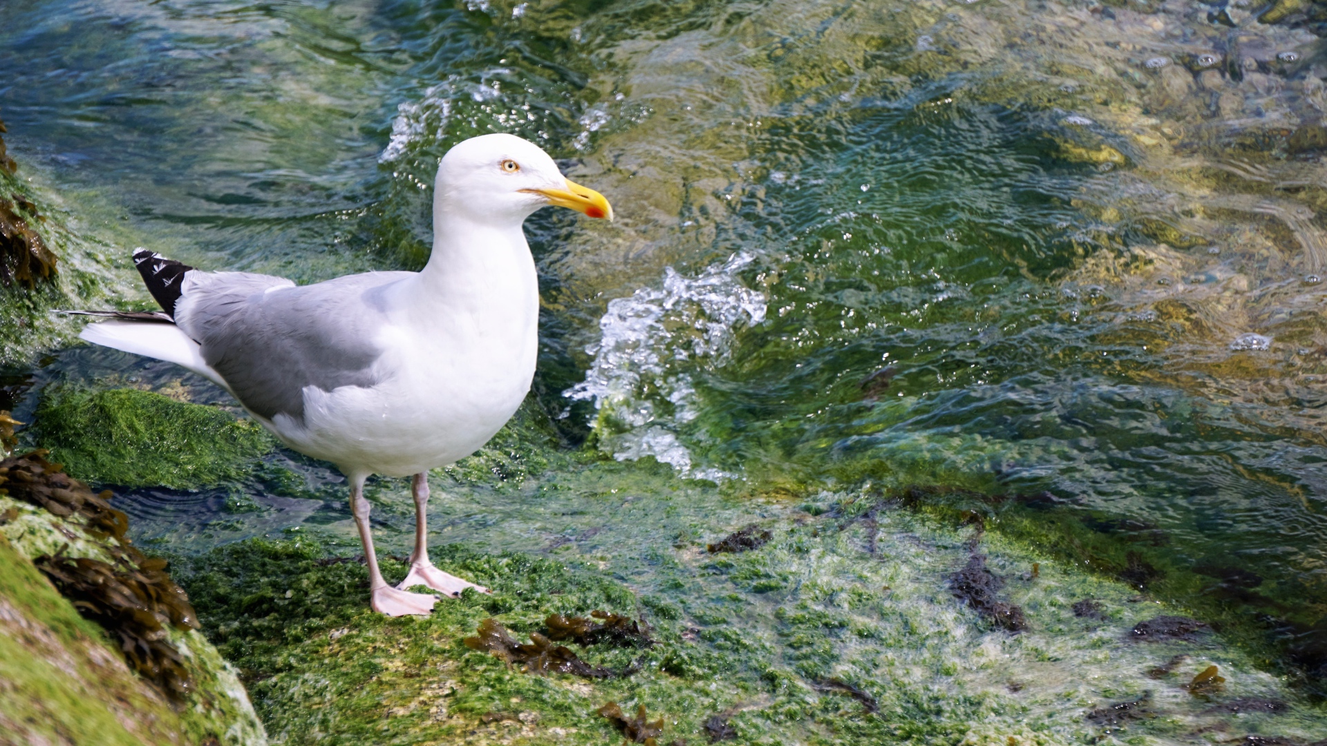 Белая чайка стоит на камне у воды 