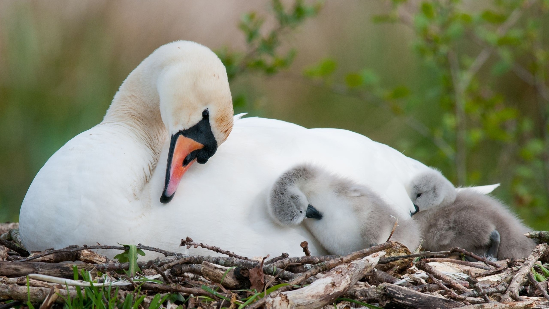 Белый лебедь в гнезде с маленькими птенцами 