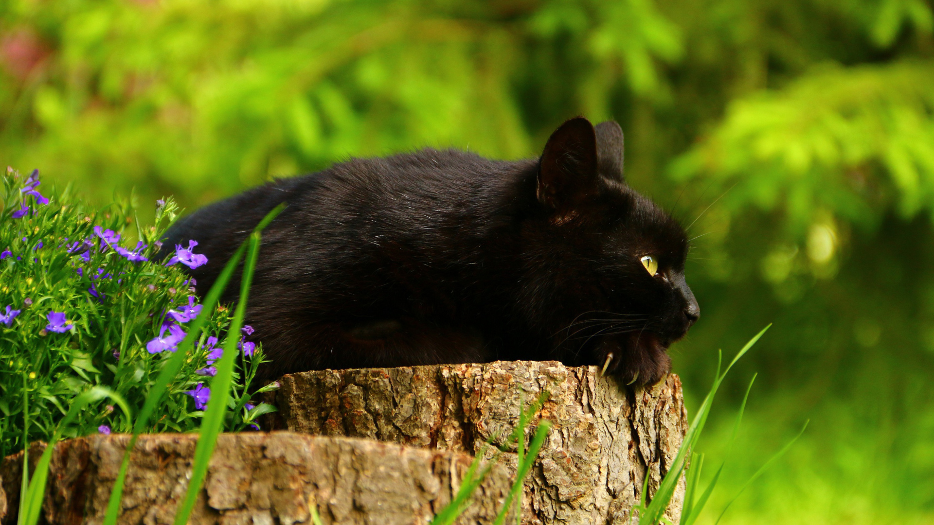 Красивый черный кот лежит на пне 