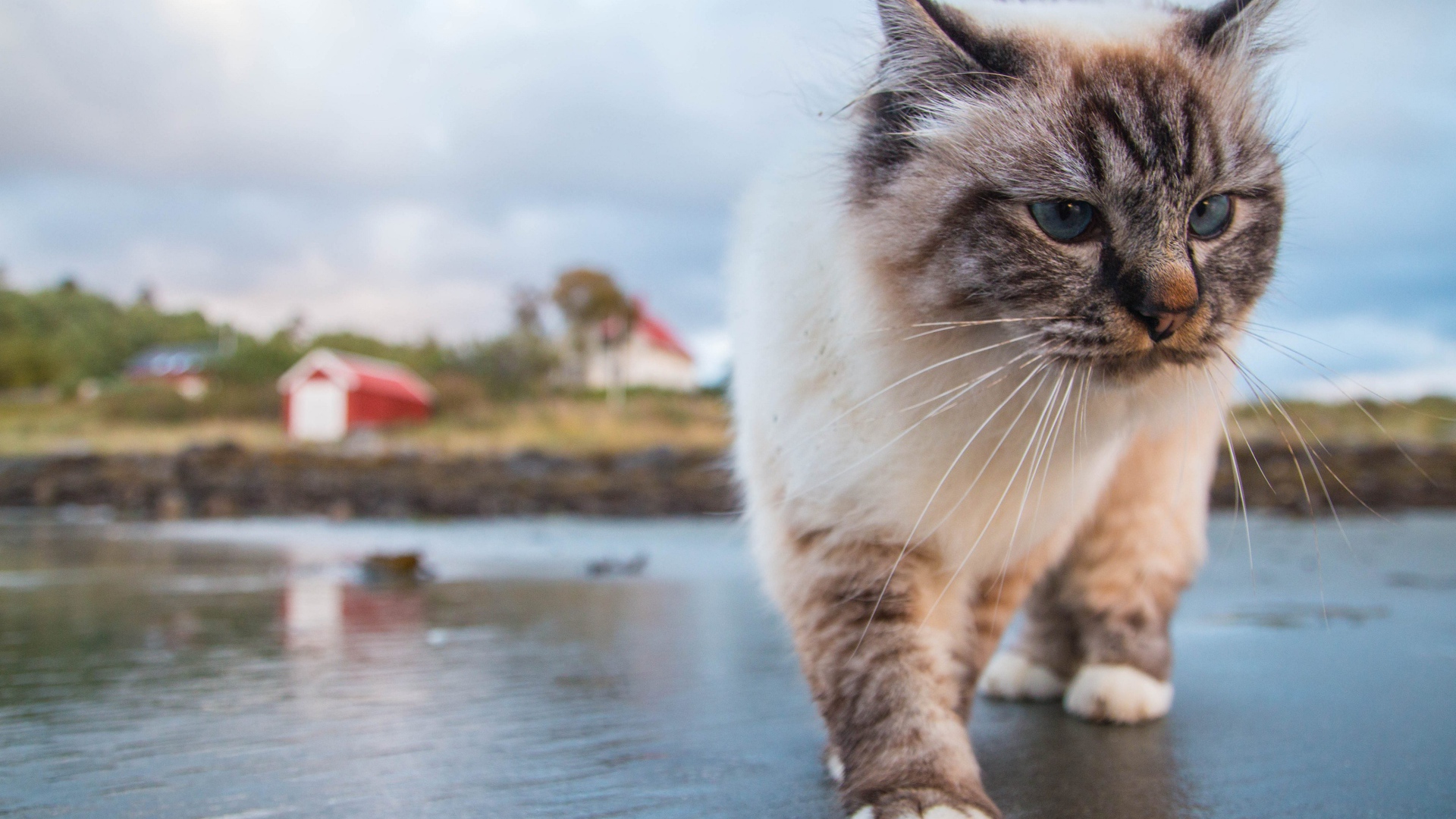 Красивый голубоглазый кот идет по мокрой земле 