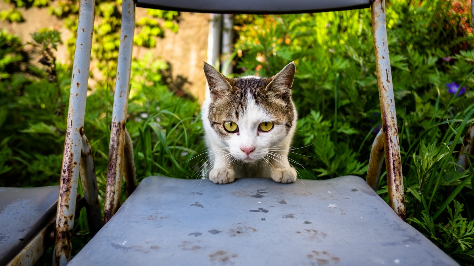 Испуганная кошка сидит на стуле
