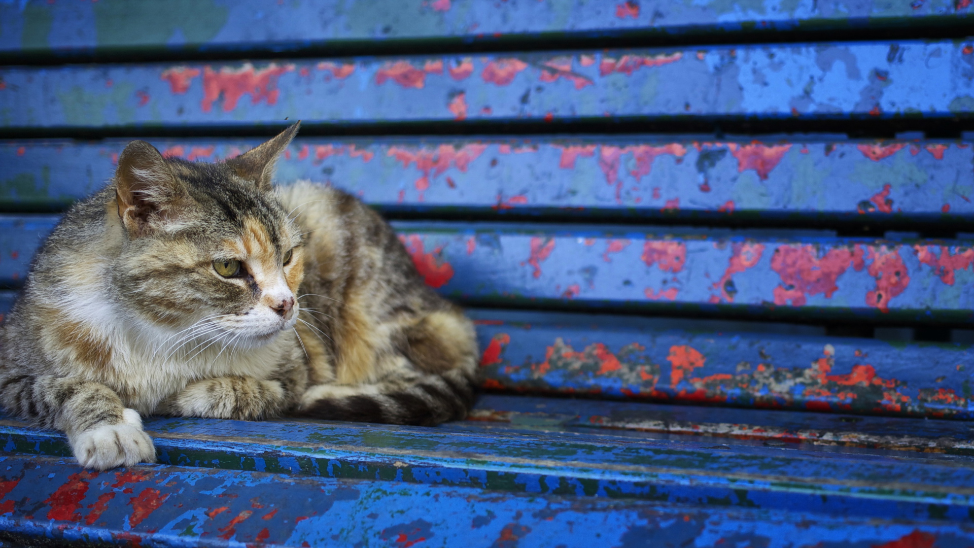 Серый бездомный кот лежит на старой лавке